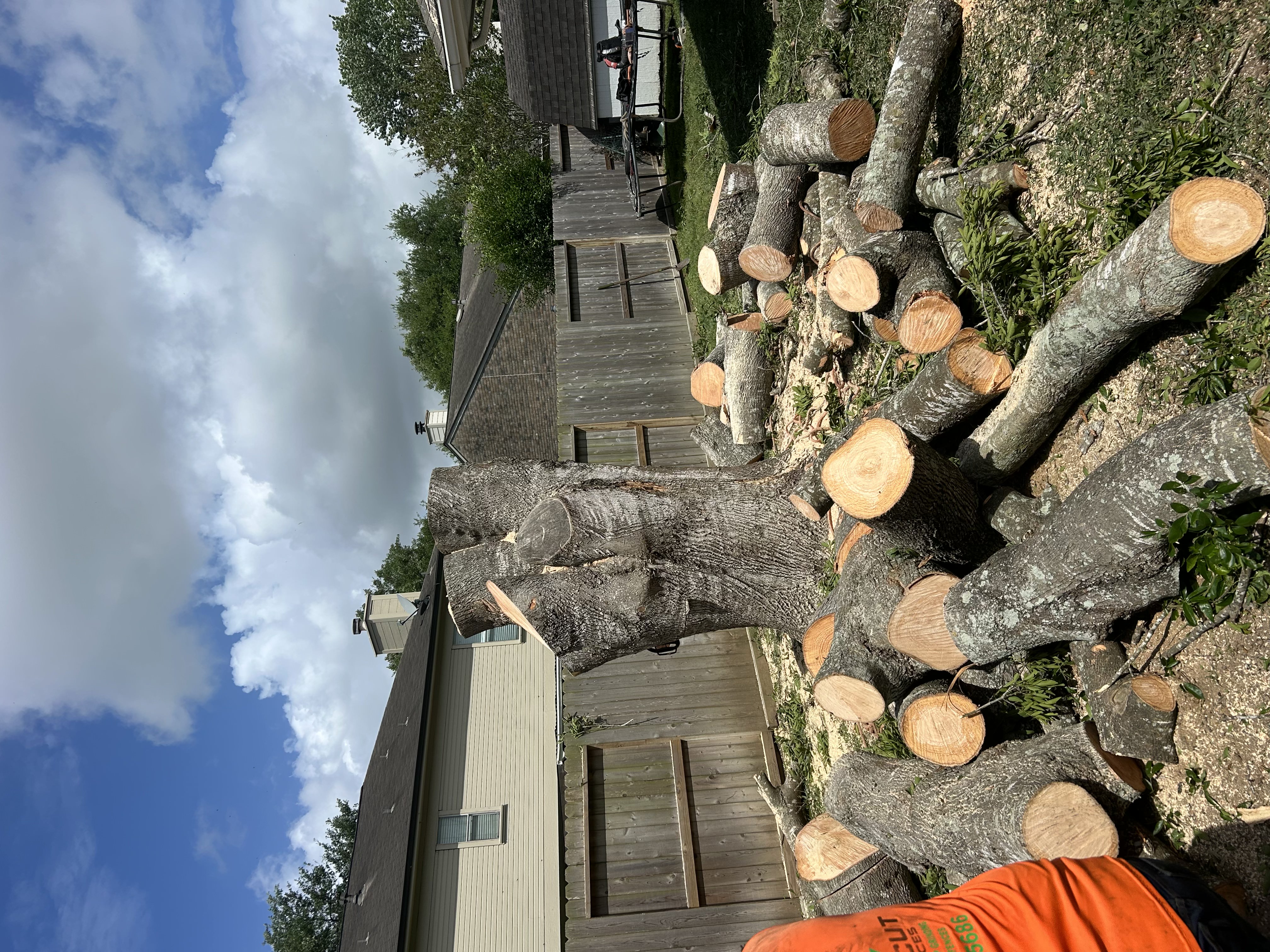 Oak Cut Into Rounds, Ready for Stump Grinding