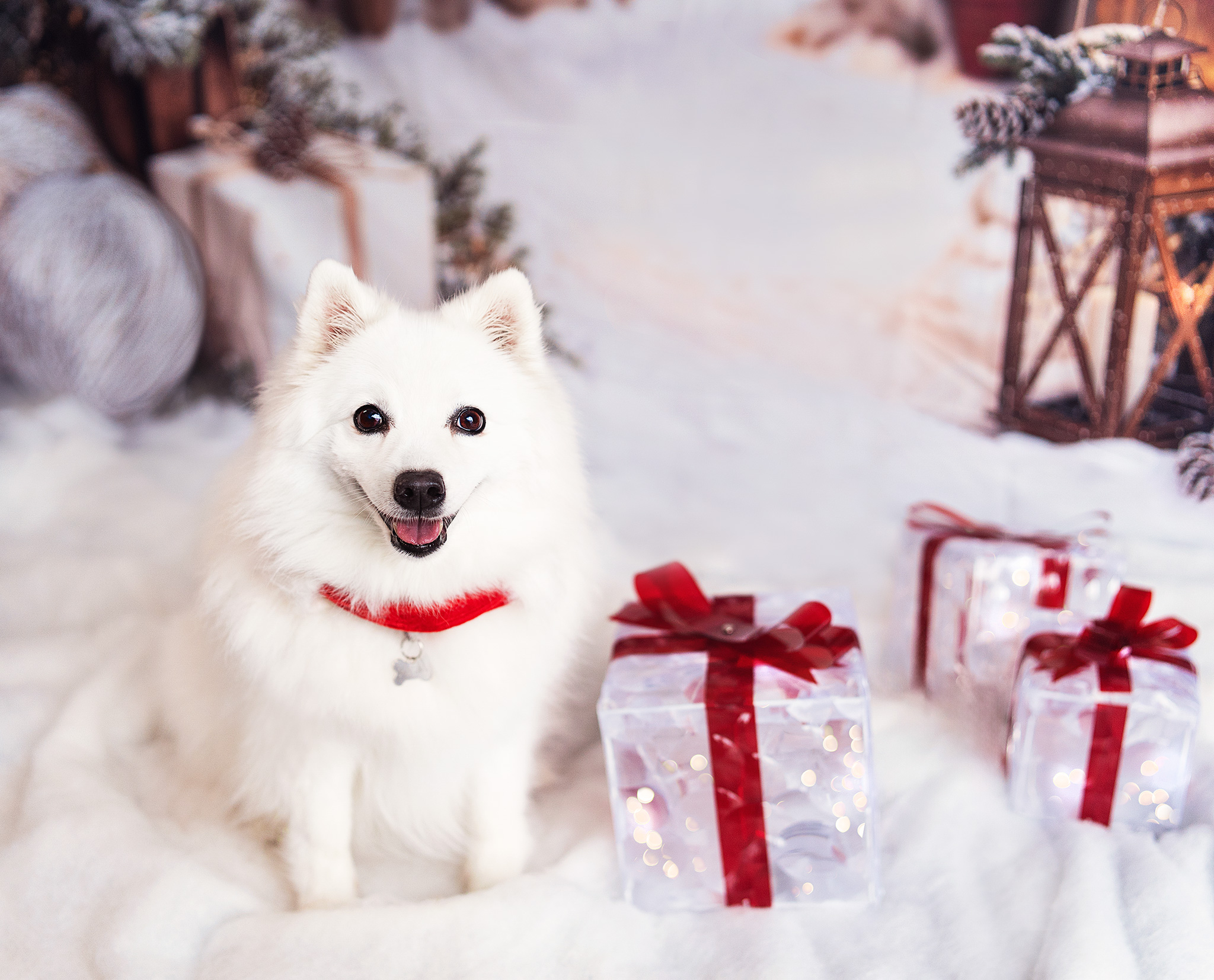 White dog in red collar with glowing gift boxes