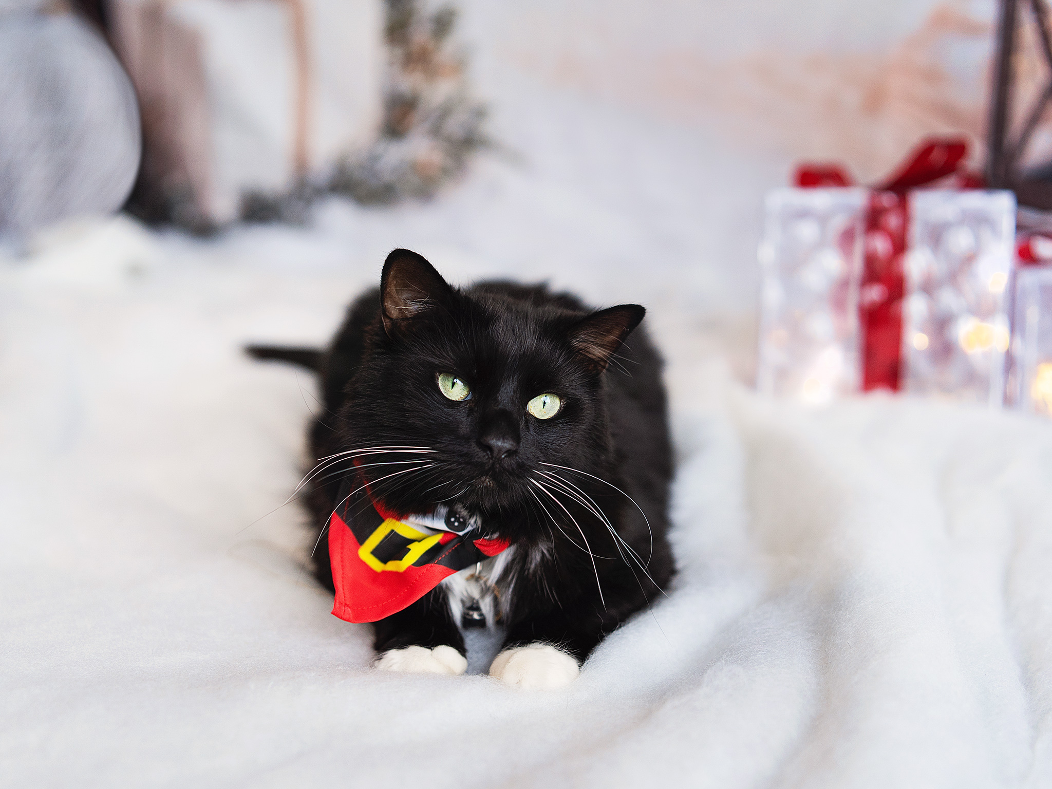 Black cat wearing holiday bandana on snowy blanket