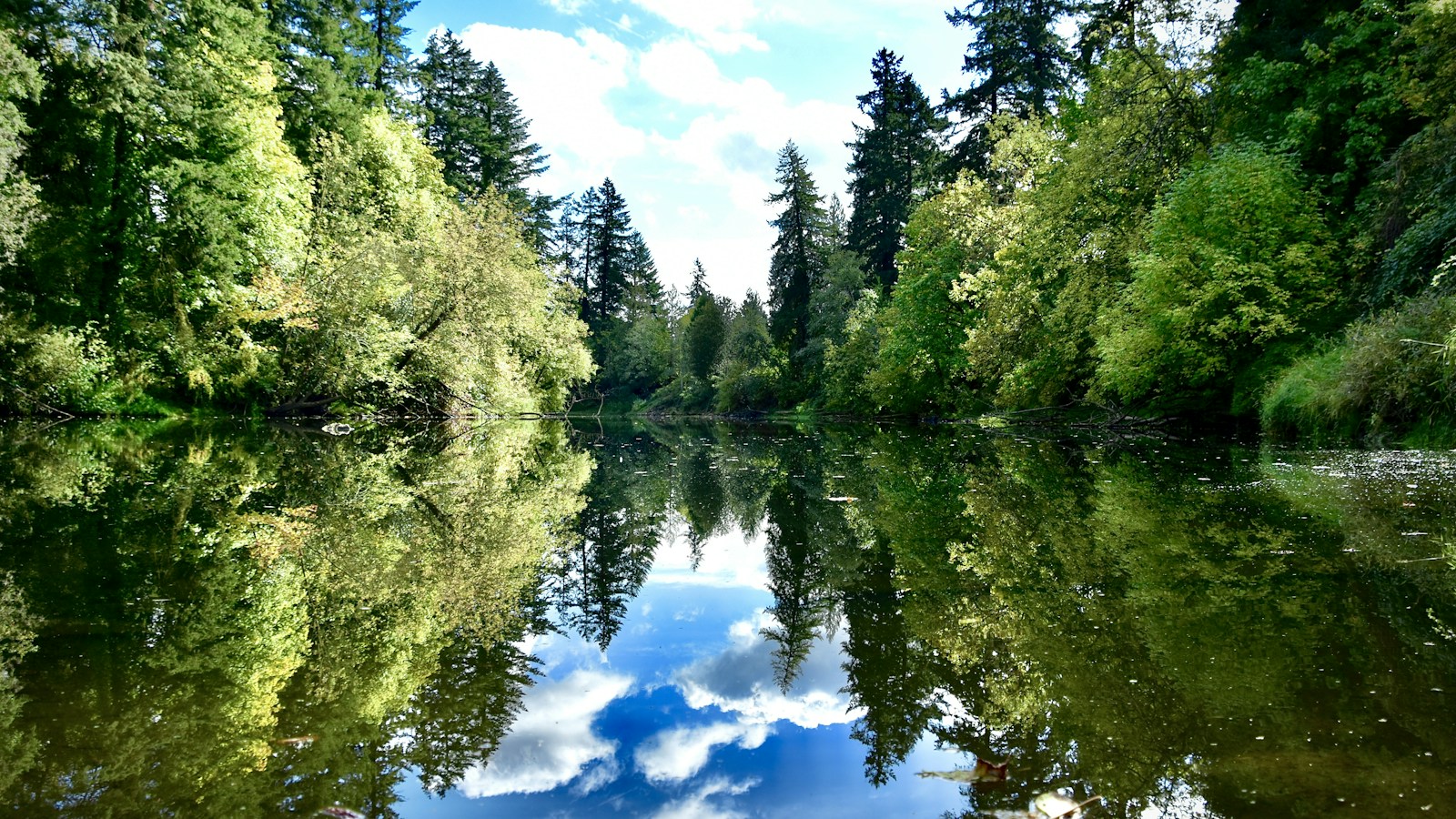 Tualatin River reflection with firs, Tualatin, OR