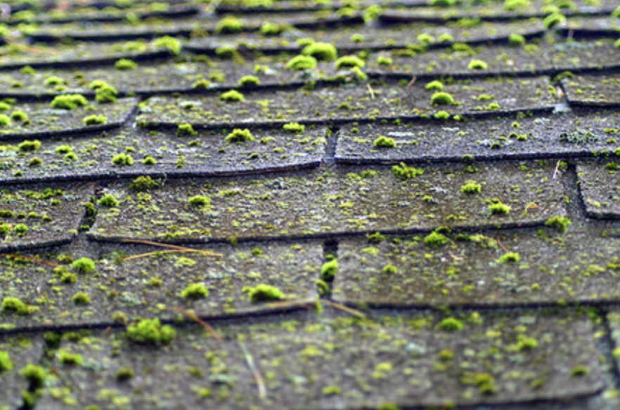 Roof Cleaning