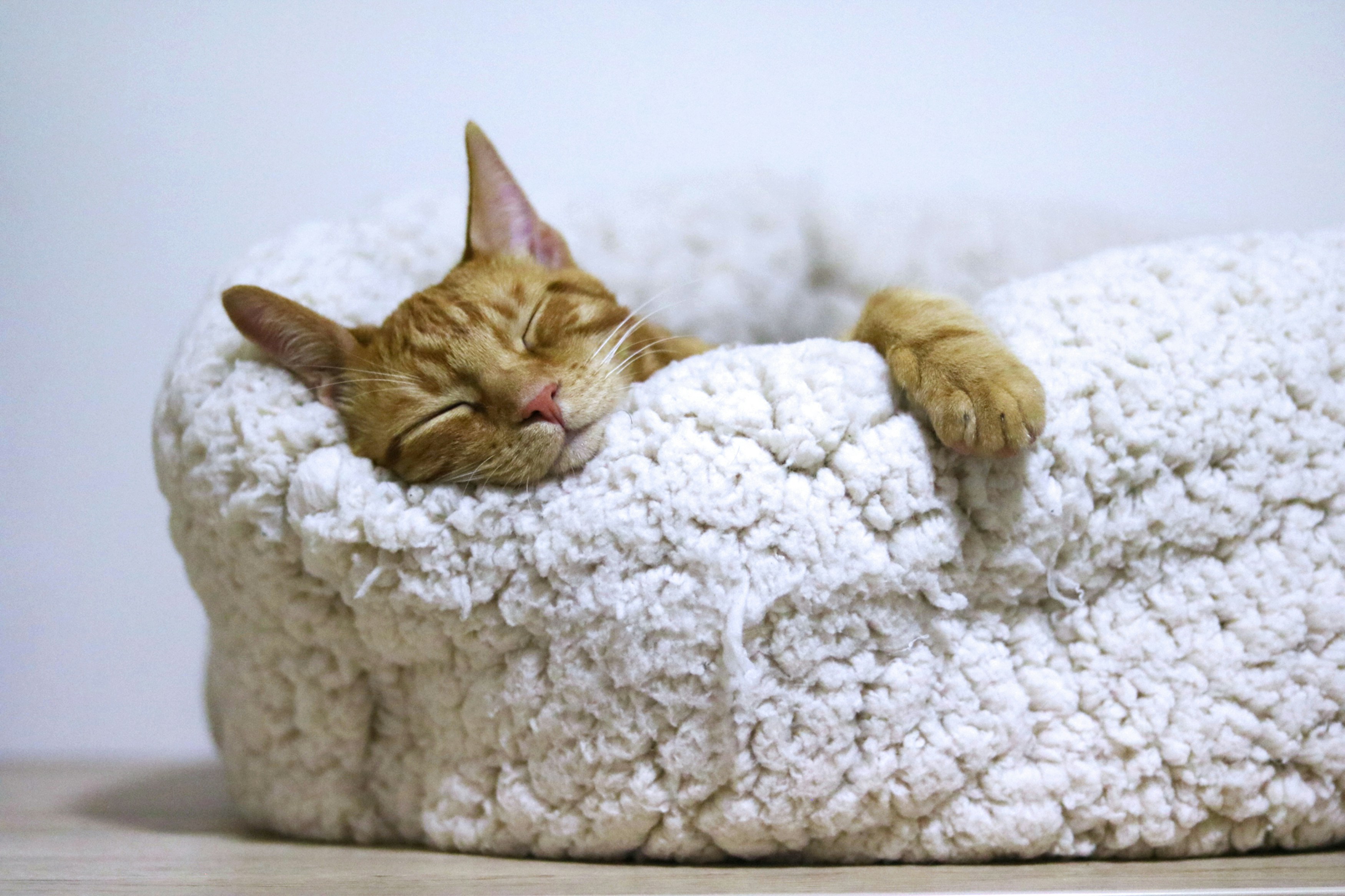 Cat resting in a plush premium pet bed from Happy Tail Store