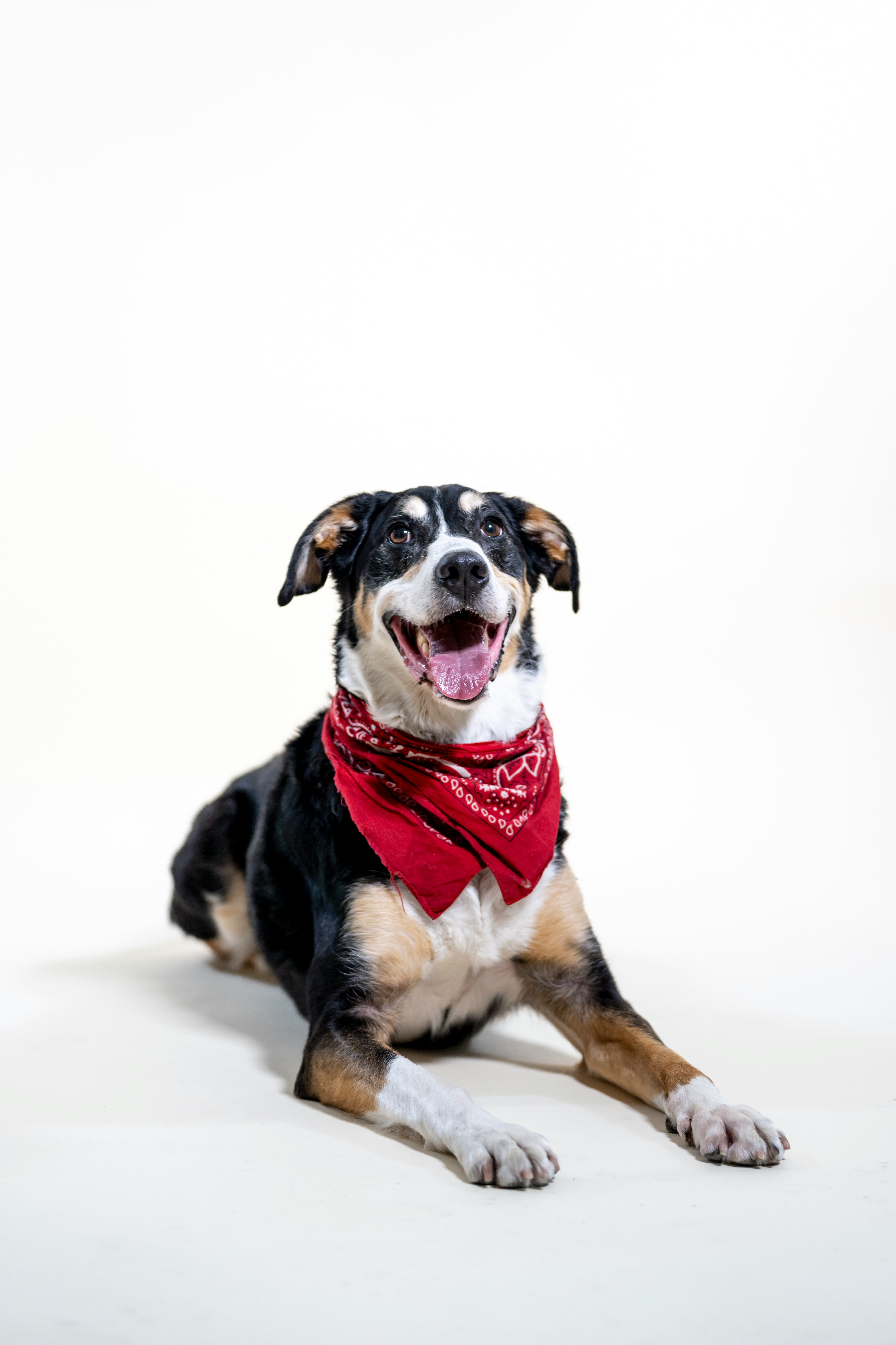 Happy dog wearing a premium red bandana from Happy Tail Store