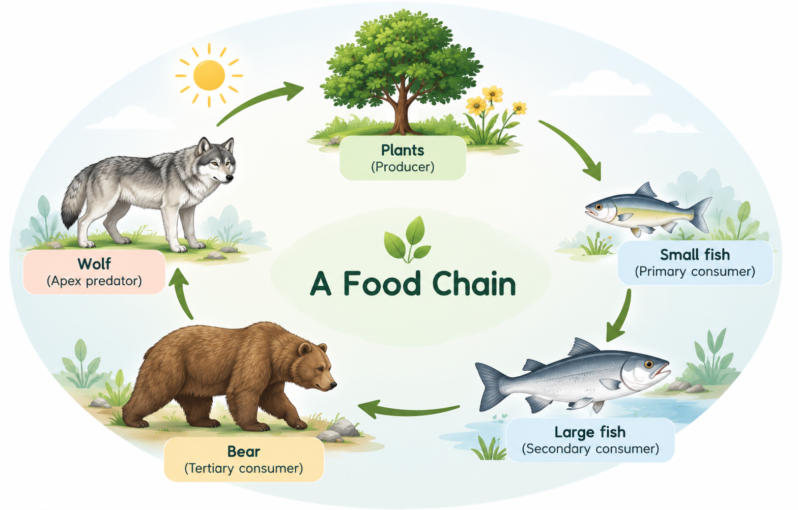 A circular diagram titled 'A Food Chain' illustrating energy flow across five trophic levels: Plants (Producer), Small fish (Primary consumer), Large fish (Secondary consumer), Bear (Tertiary consumer), and Wolf (Apex predator), with connecting green arrows.