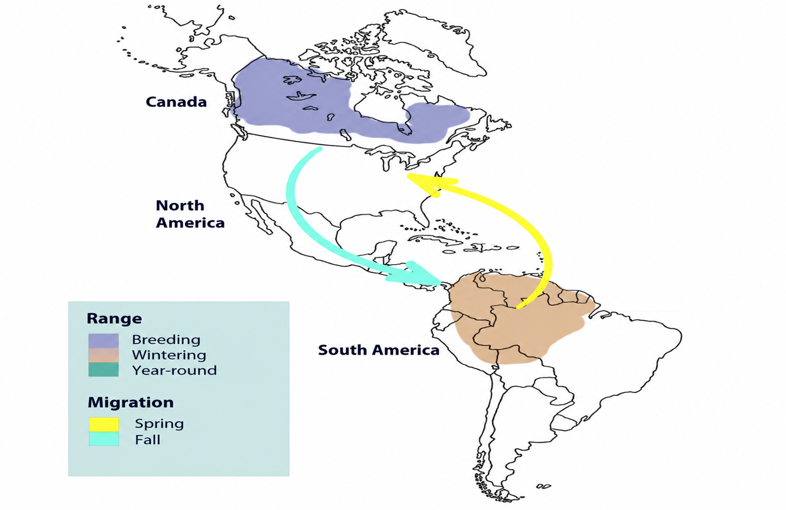 A migration map showing a species' seasonal movement between North and South America, with a purple breeding range in Canada, an orange wintering range in northern South America, and spring and fall migration arrows.