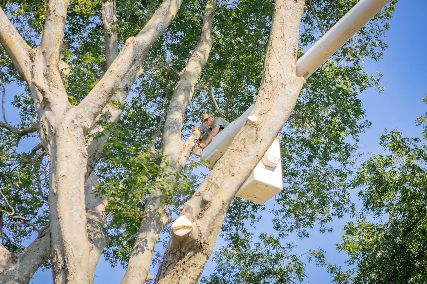 Ironwood Tree Co crew removing a large tree in Tulsa, OK
