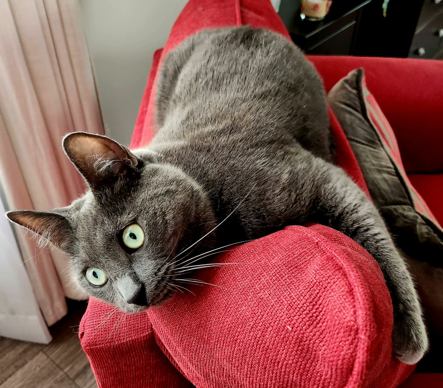 Kater George entspannt