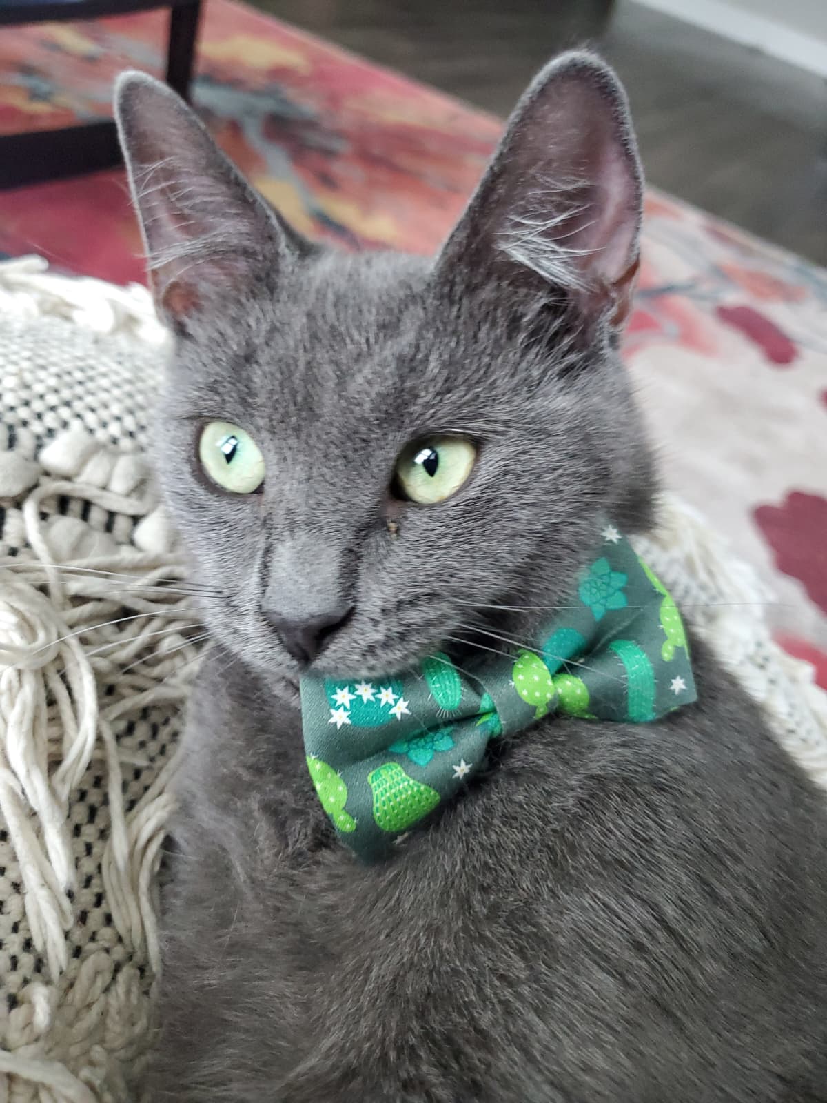 George the Cat