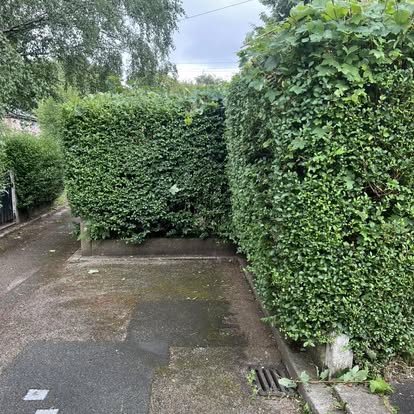 Perimeter High Hedge Leveling & Side Pruning