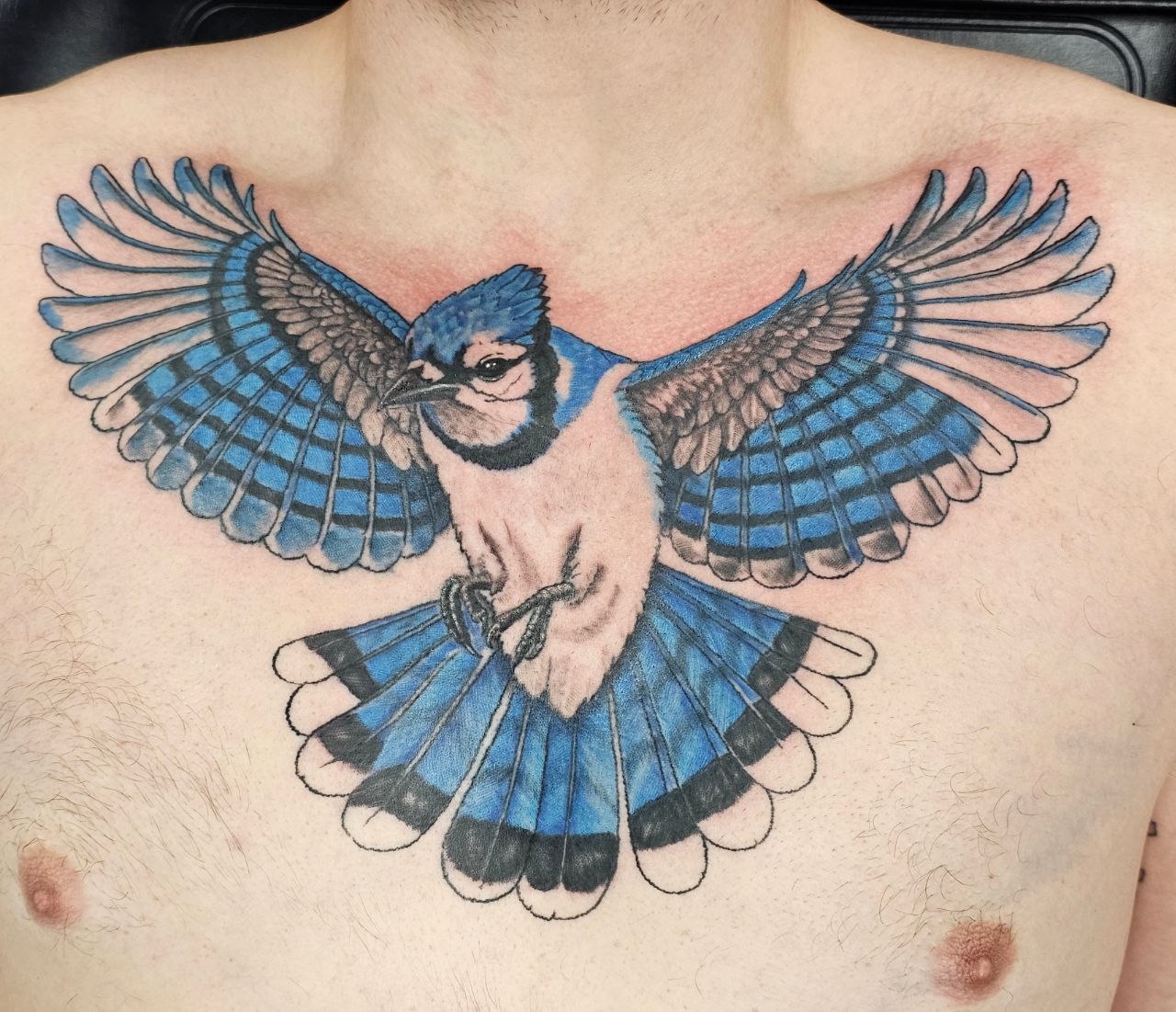 Blue Jay in Flight