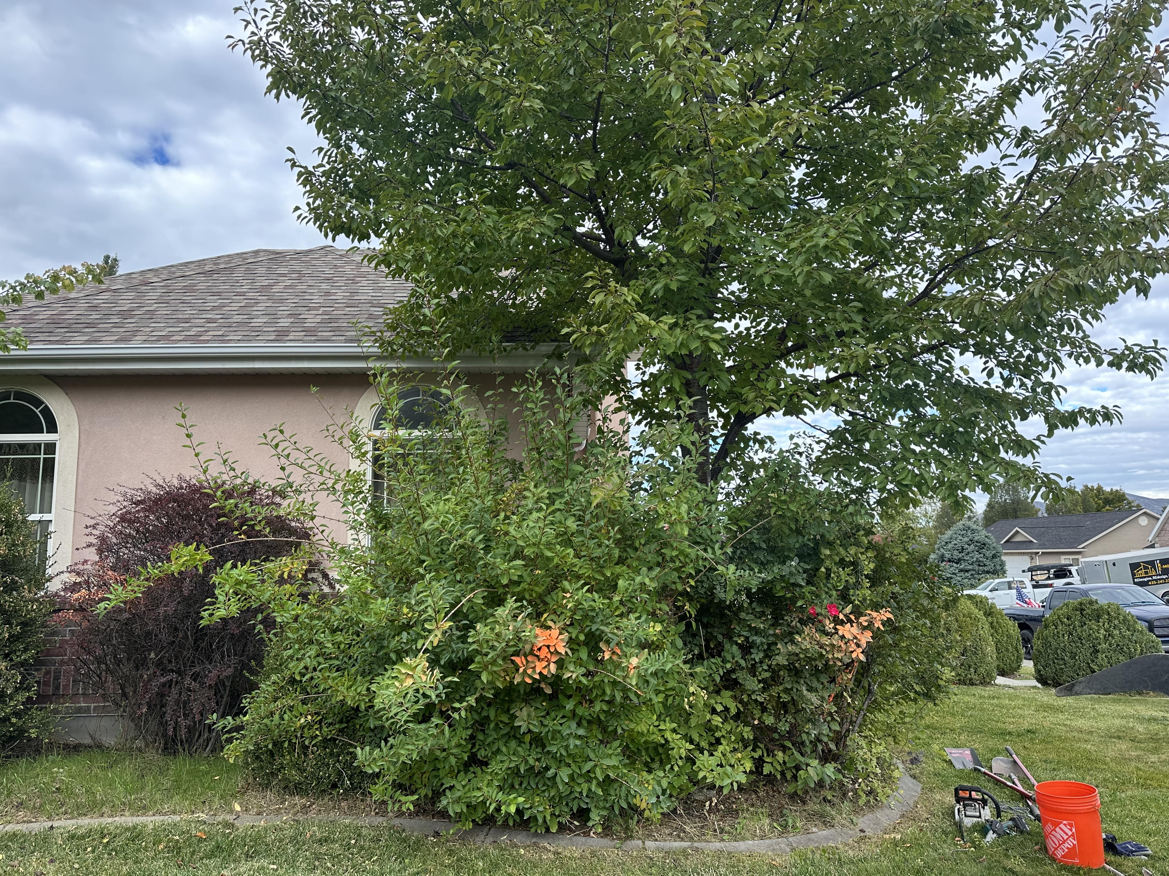 Overgrown Yard Brush and Trees