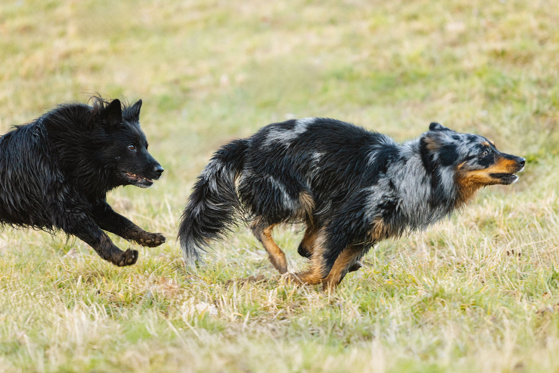 Hundebegegnung im Wald mit Abstand und Ruhe