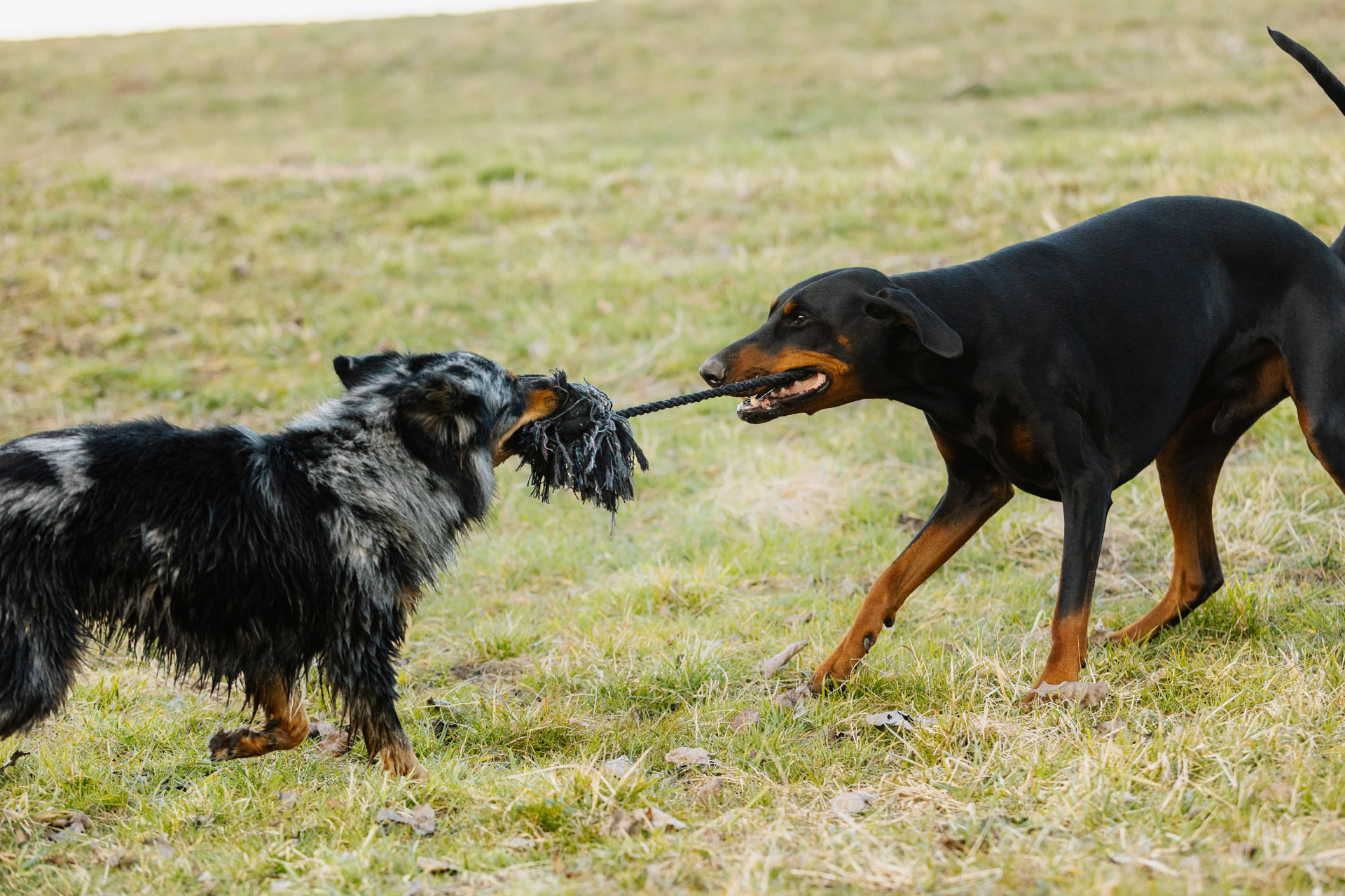 Entspannter Hund auf der Wiese im Training