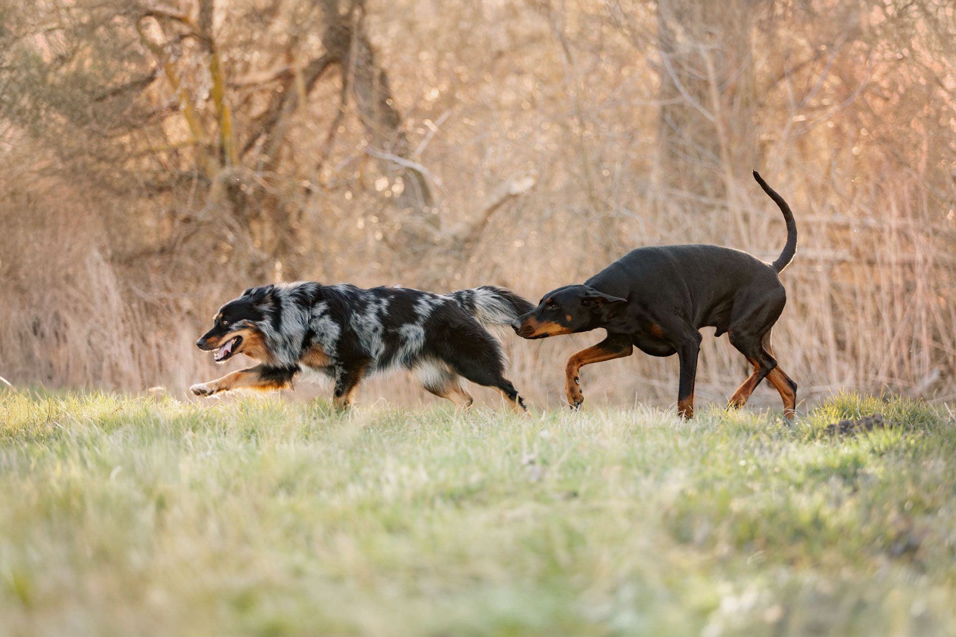 Reale Hundebegegnung und Interaktion im Alltag