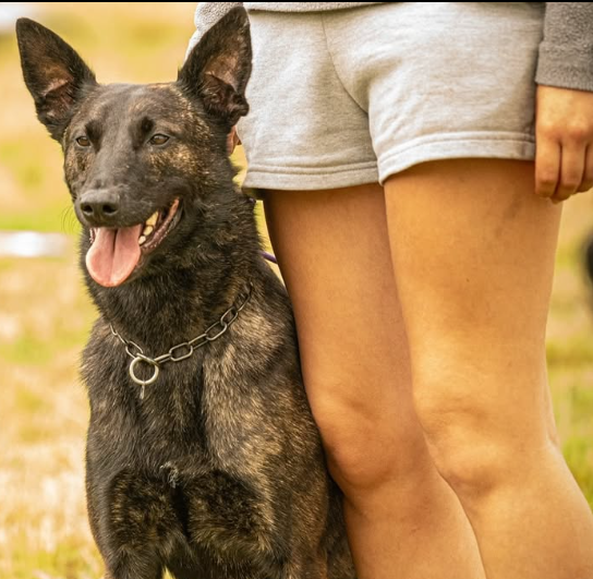 Dutch Shepherd training