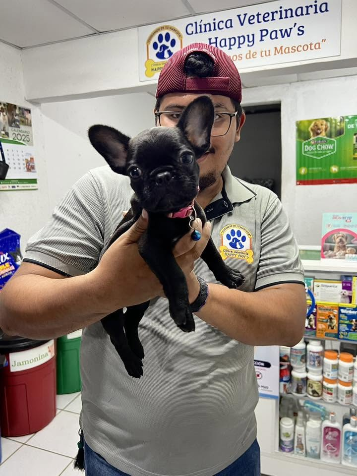 Equipo veterinario de Happy Paw's con uniforme oficial y paciente