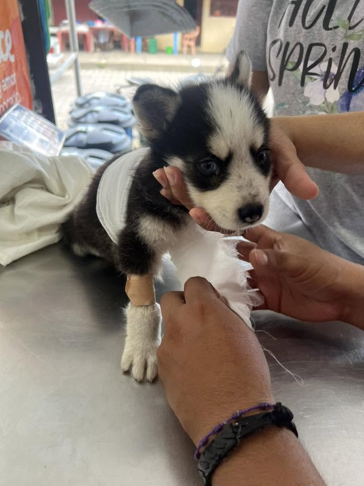 Atención médica y vendaje con amor a cachorro en Happy Paw's