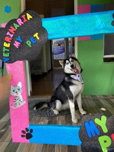 Paciente Husky feliz en My Pet