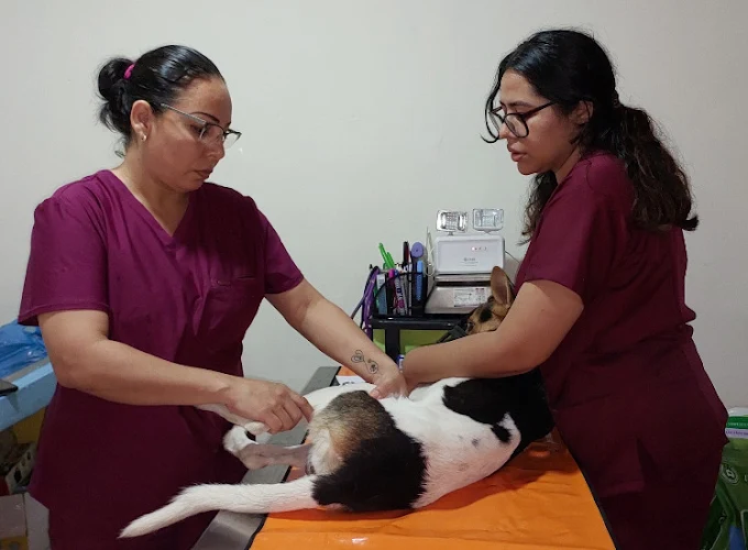 Veterinarias profesionales examinando paciente en Clínica Veterinaria My Pet