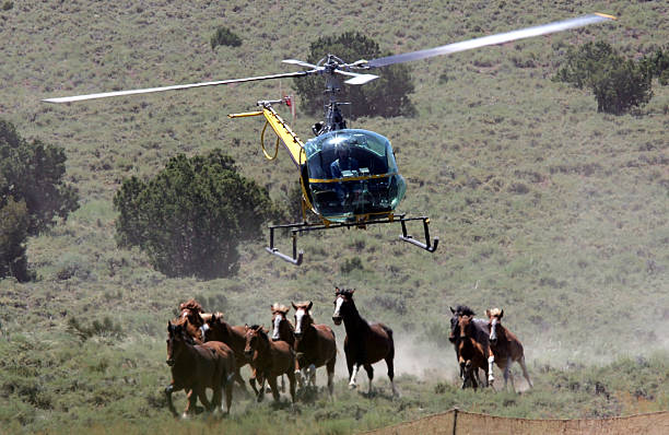 Yellow helicopter driving mustangs directly forward into traps