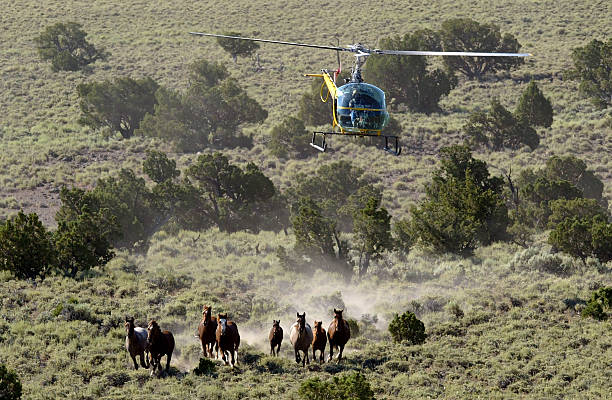 Helicopter trailing wild horses kicking dust clouds