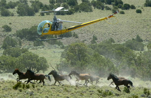 Wild horses galloping frantically under helicopter pursuit