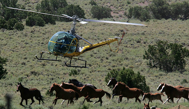 Helicopter swooping low over running wild horses on sagebrush range