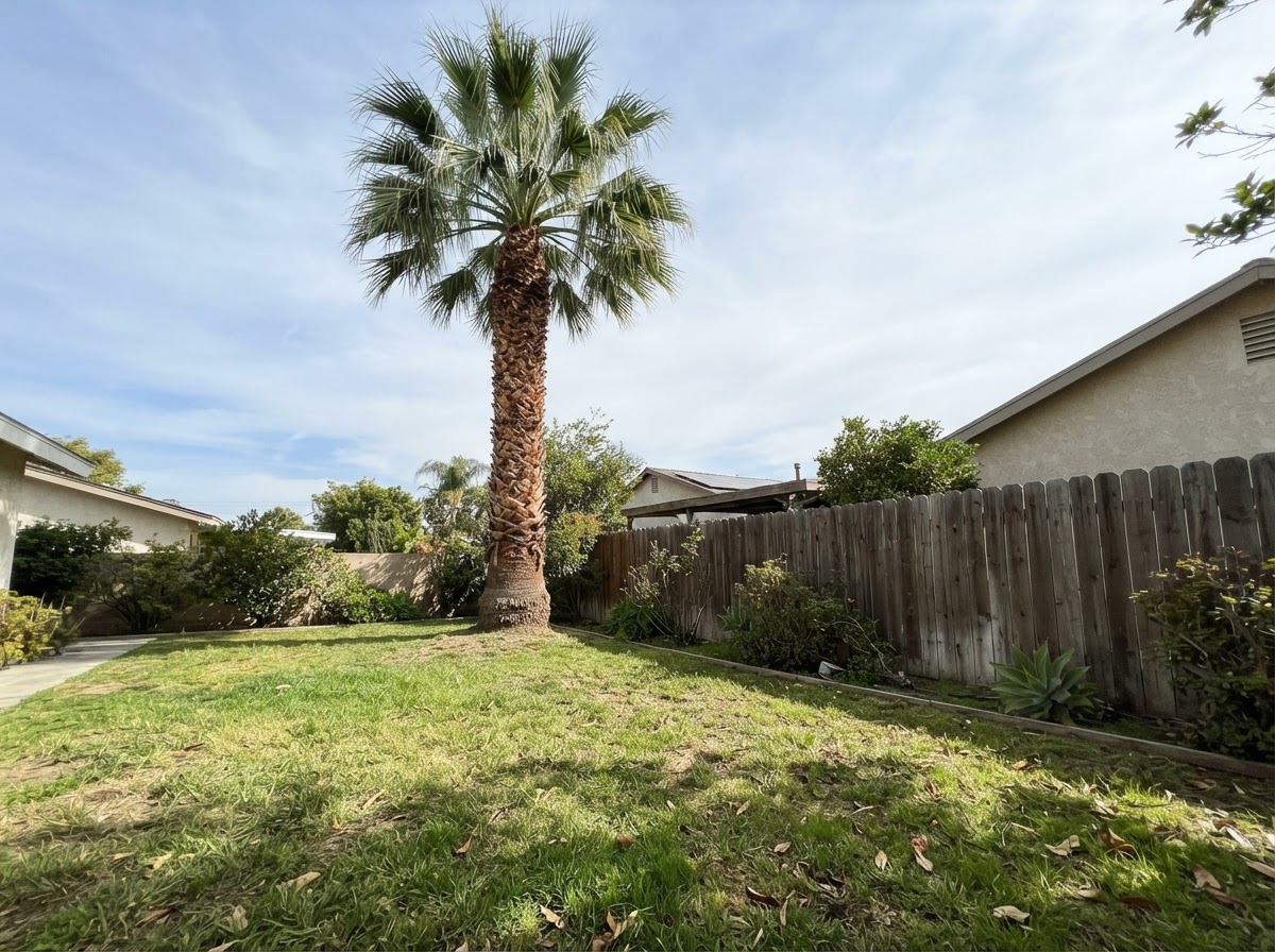 A tall palm tree with trimmed fronds in a Southern California yard.