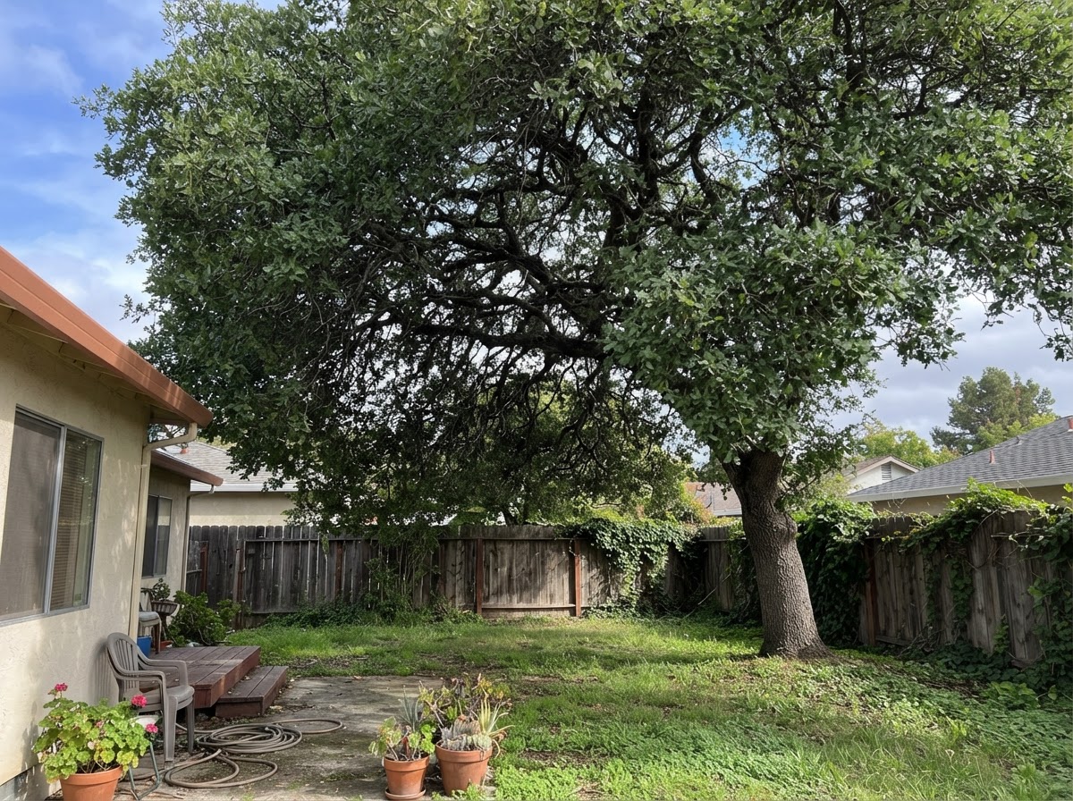 A tree canopy with branches and foliage being selectively pruned in a residential yard.