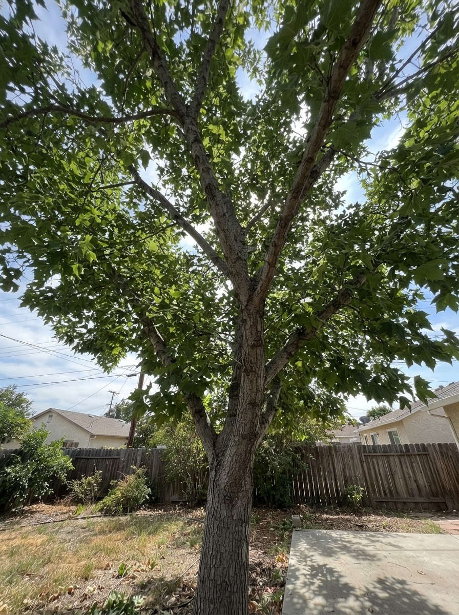 A naturally trimmed mature tree canopy over a residential California backyard.