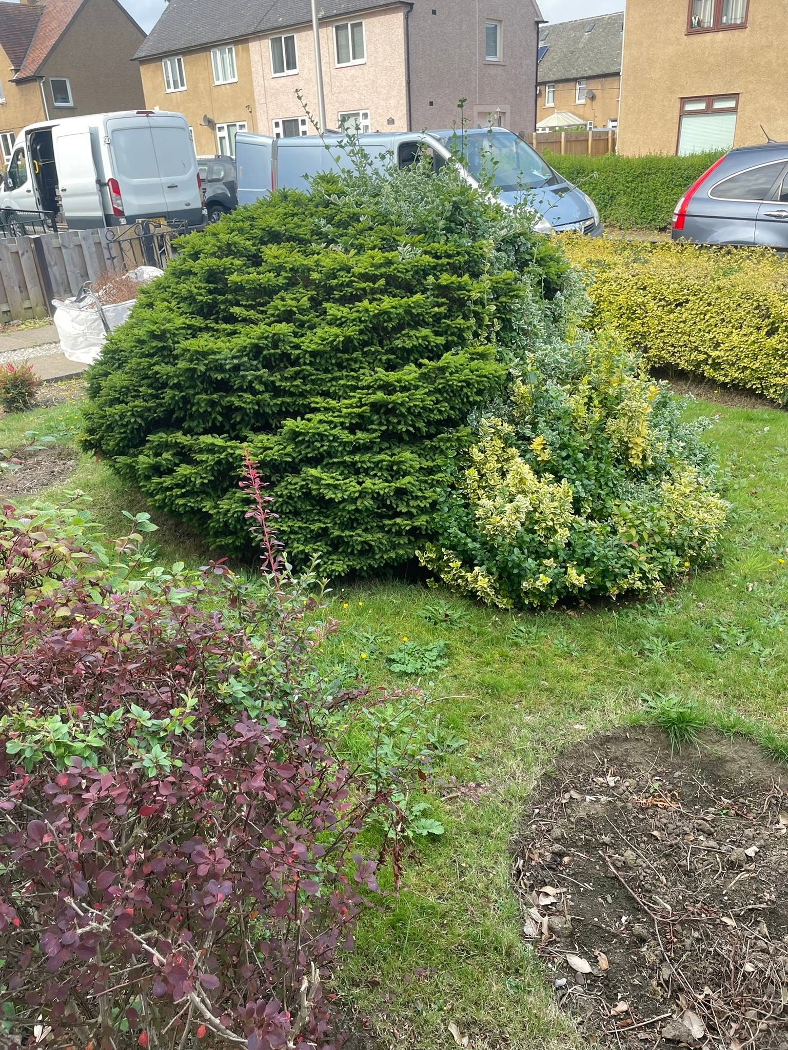 Pruned specimen conifers and variegated shrubs in front garden bed