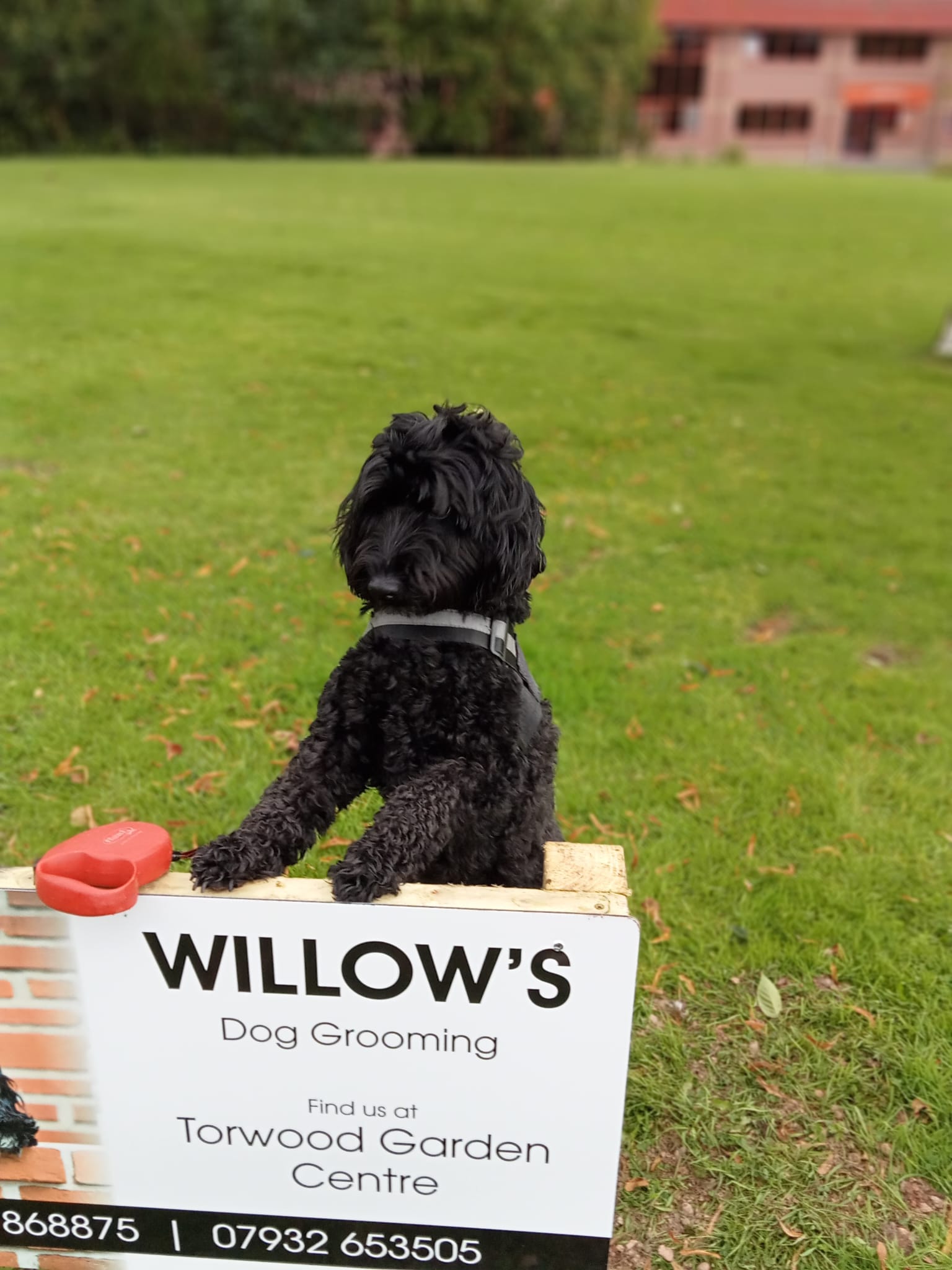 Willow's Dog Grooming — calm, one-to-one dog grooming in Larbert