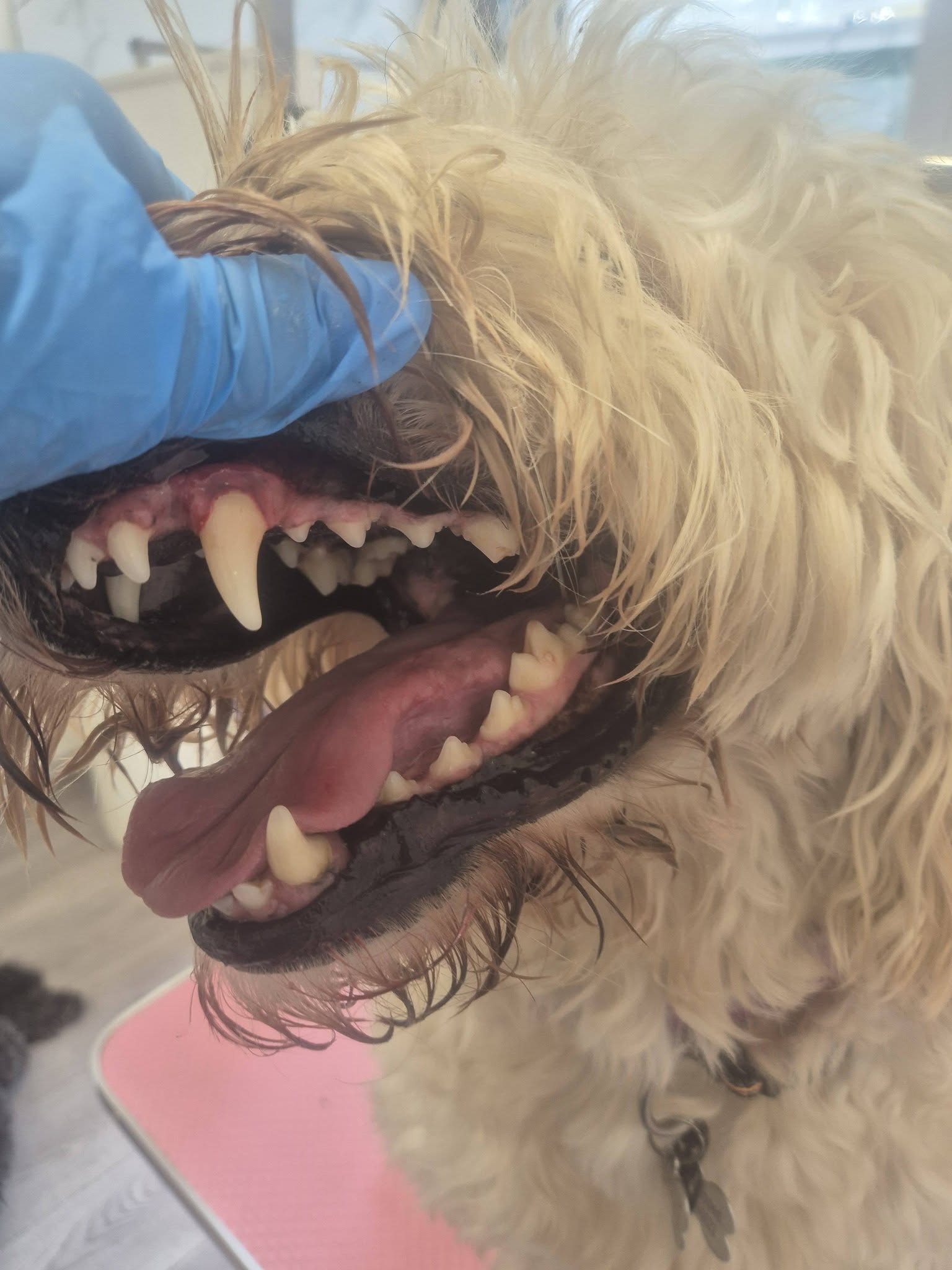 Clean white teeth after ultrasonic treatment
