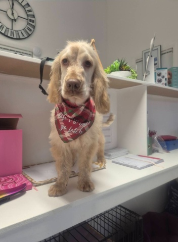Full Groom & Tartan Bandana