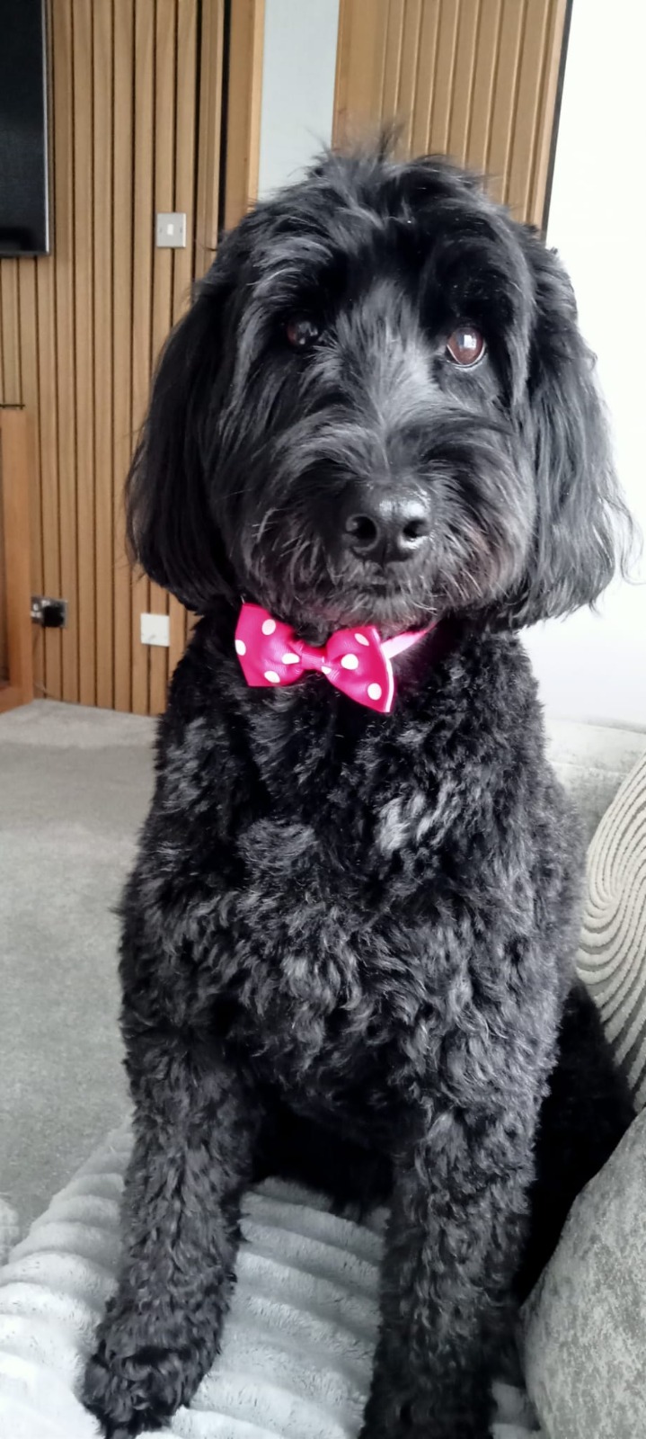 Fresh Groom & Pink Bow