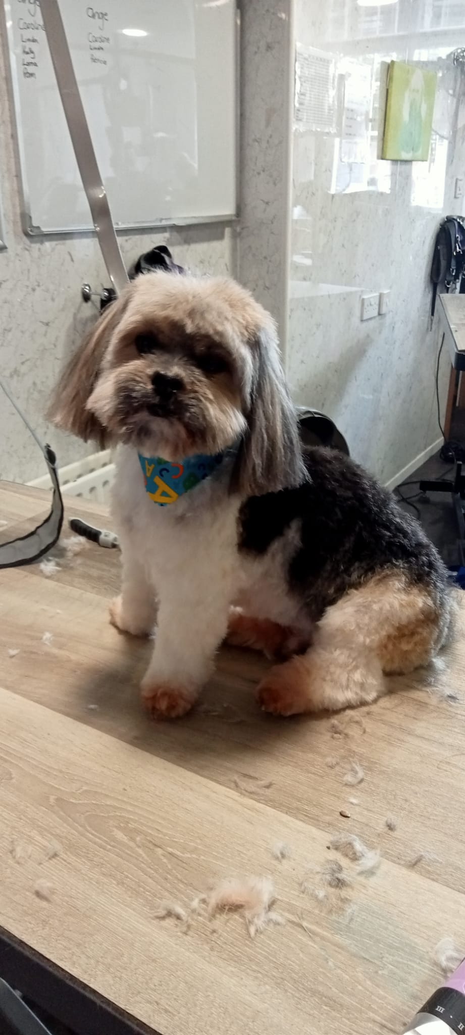 Wash, Brush & Puppy Grooms