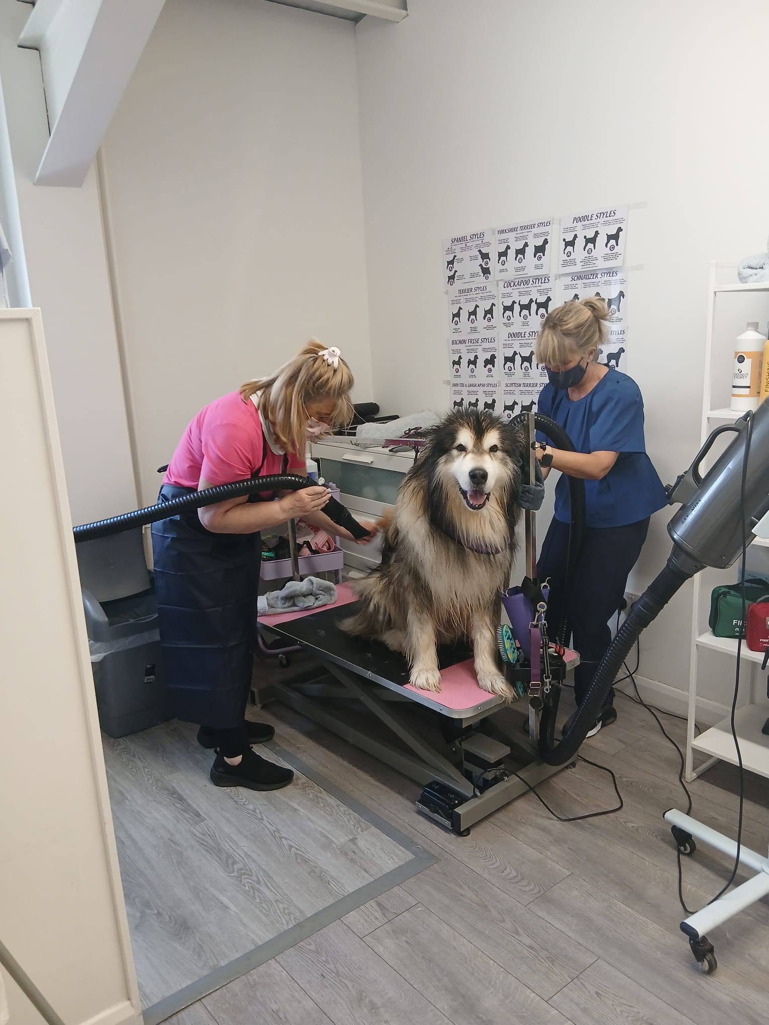 De-Shedding & Blow Dry
