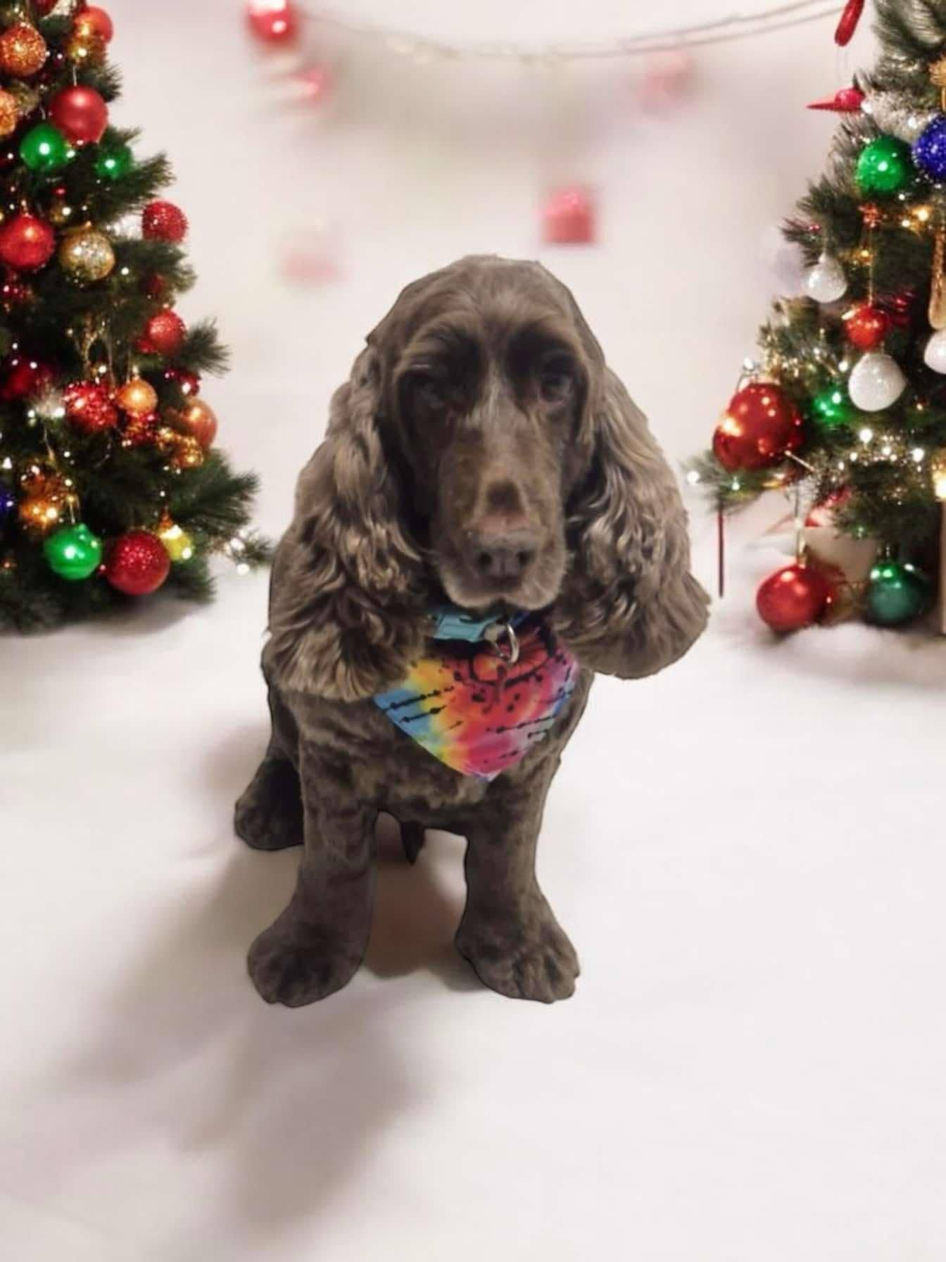 Spaniel Groom & Feather Trim