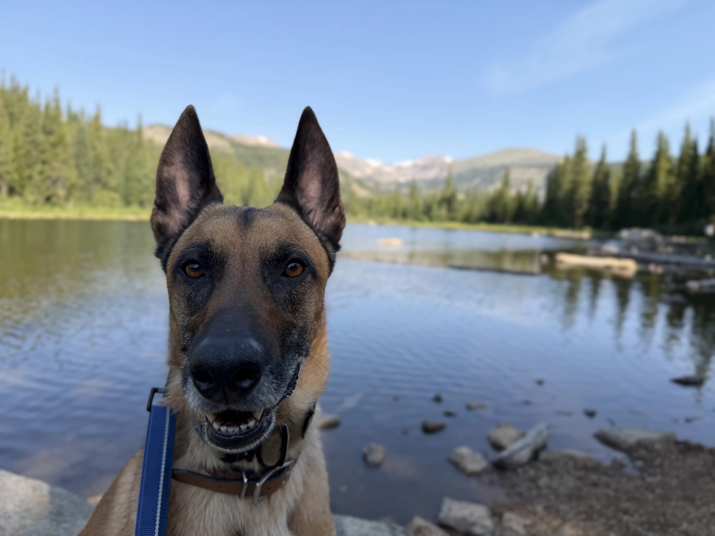 Niko calm, happy, and alert by a mountain lake