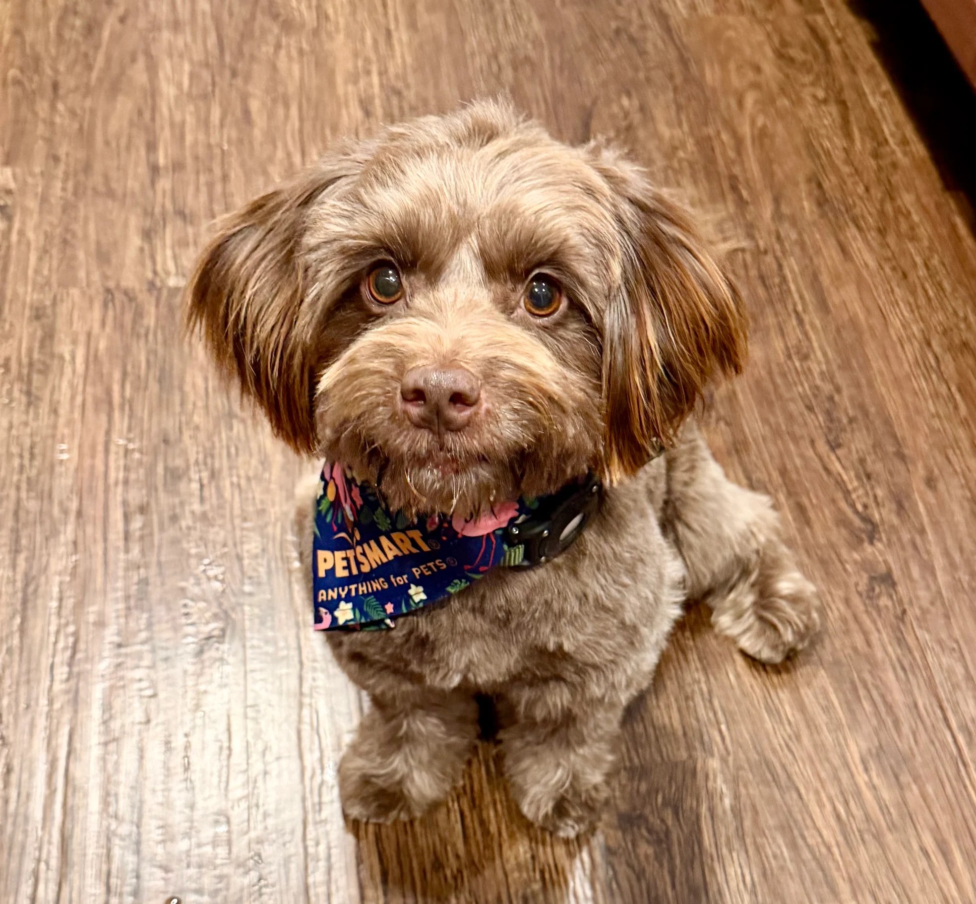Roni, an adorable rescue pup sitting attentively on the floor wearing a colorful bandana