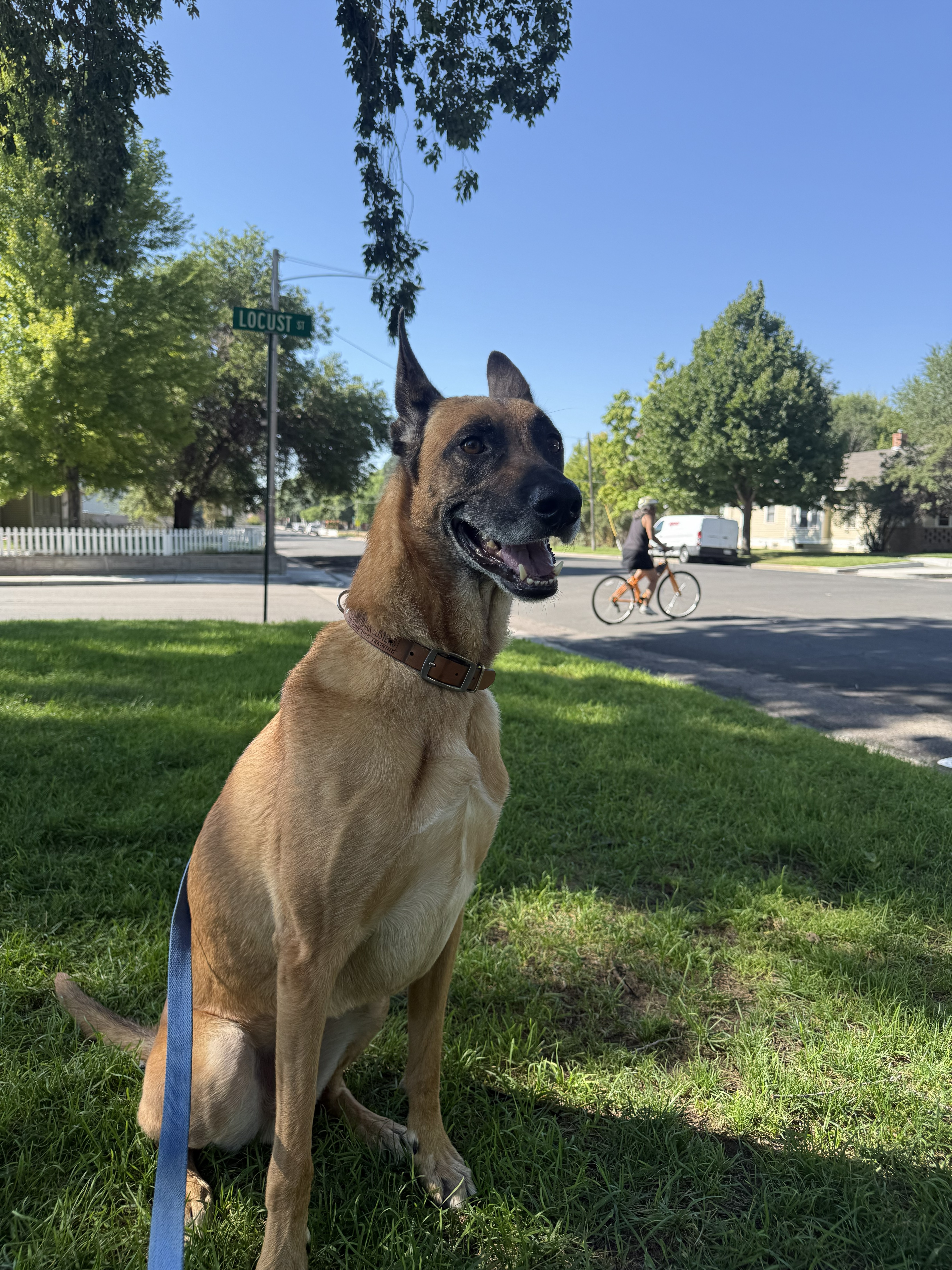 Niko sitting calmly and relaxed on a neighborhood corner as a cyclist rides past in the background