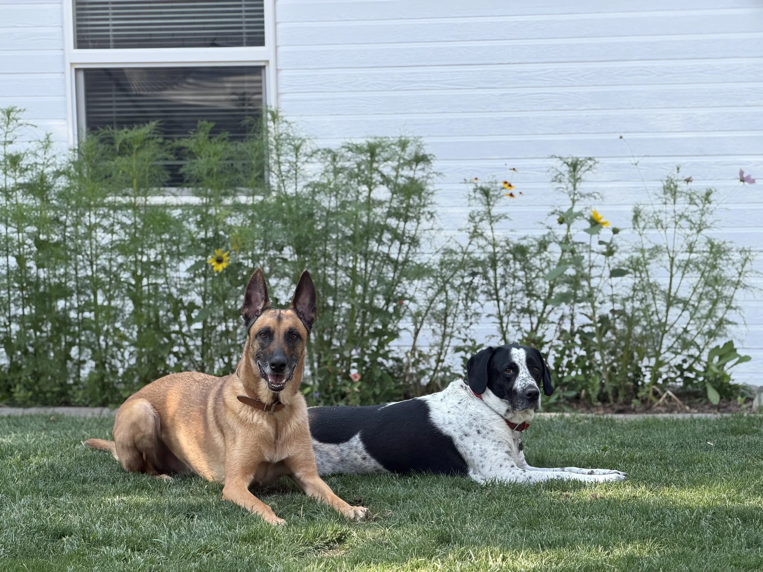 Niko resting calmly in the grass in the yard with his dog companion