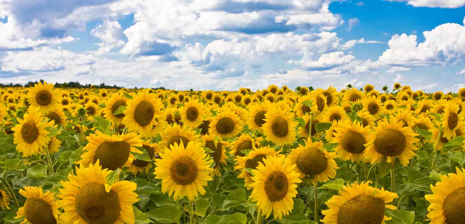 Sunflower field and blue sky in Butte County ranchland