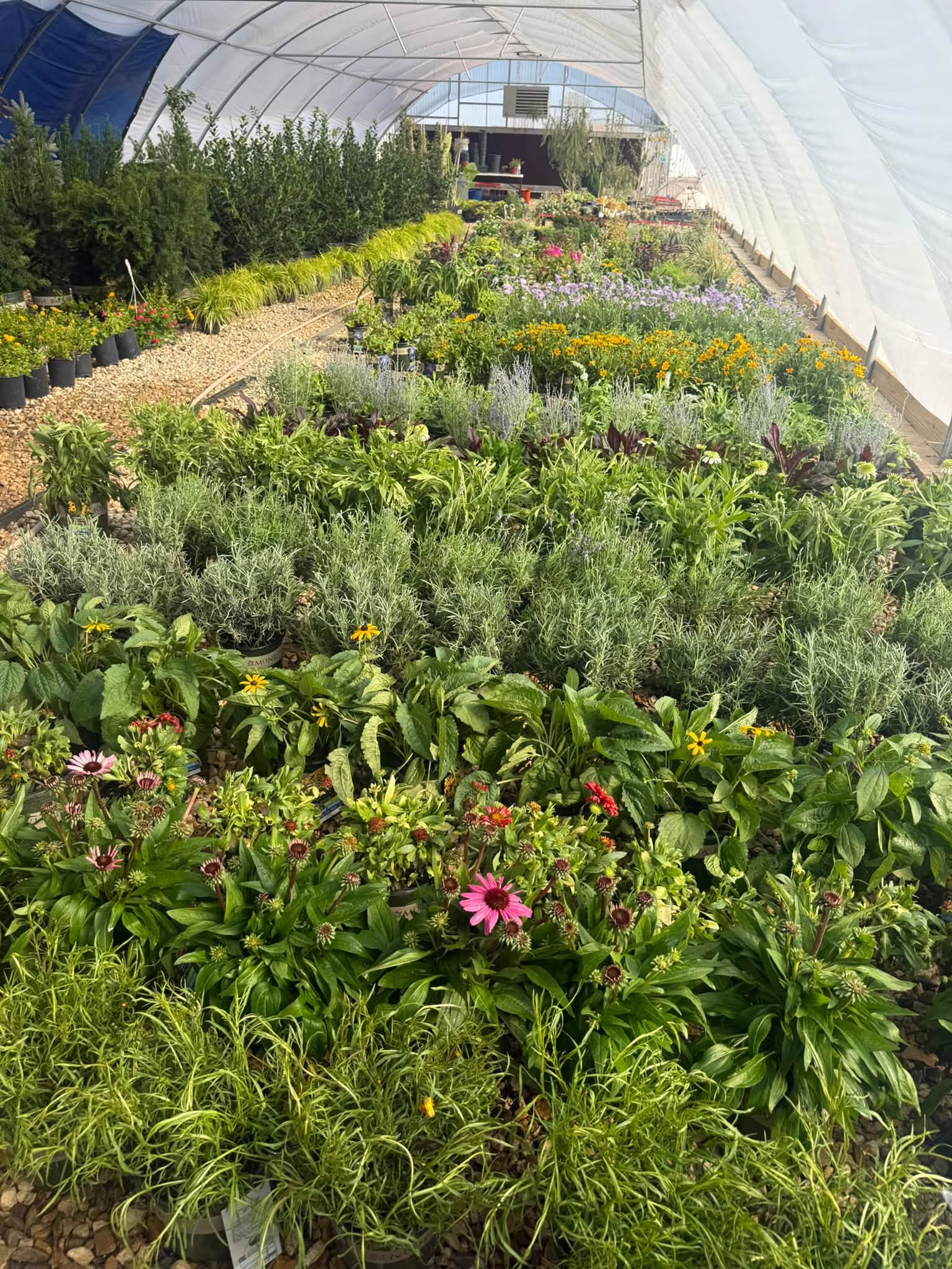 Locally grown in Lubbock · Lavender, coneflowers, sage & hardy West Texas perennials