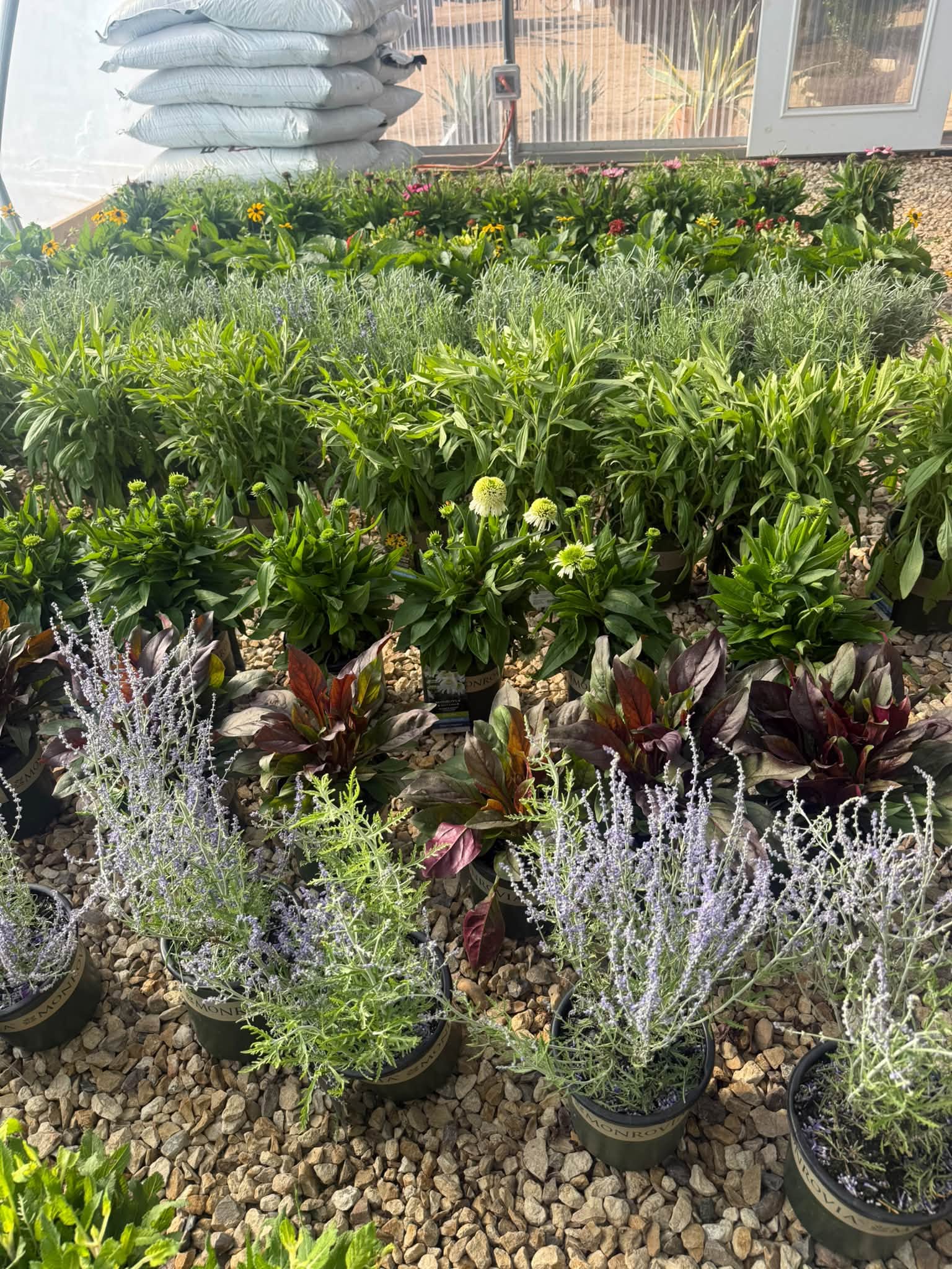 Acclimated in our Lubbock greenhouse · Russian sage, coneflowers & hearty foliage