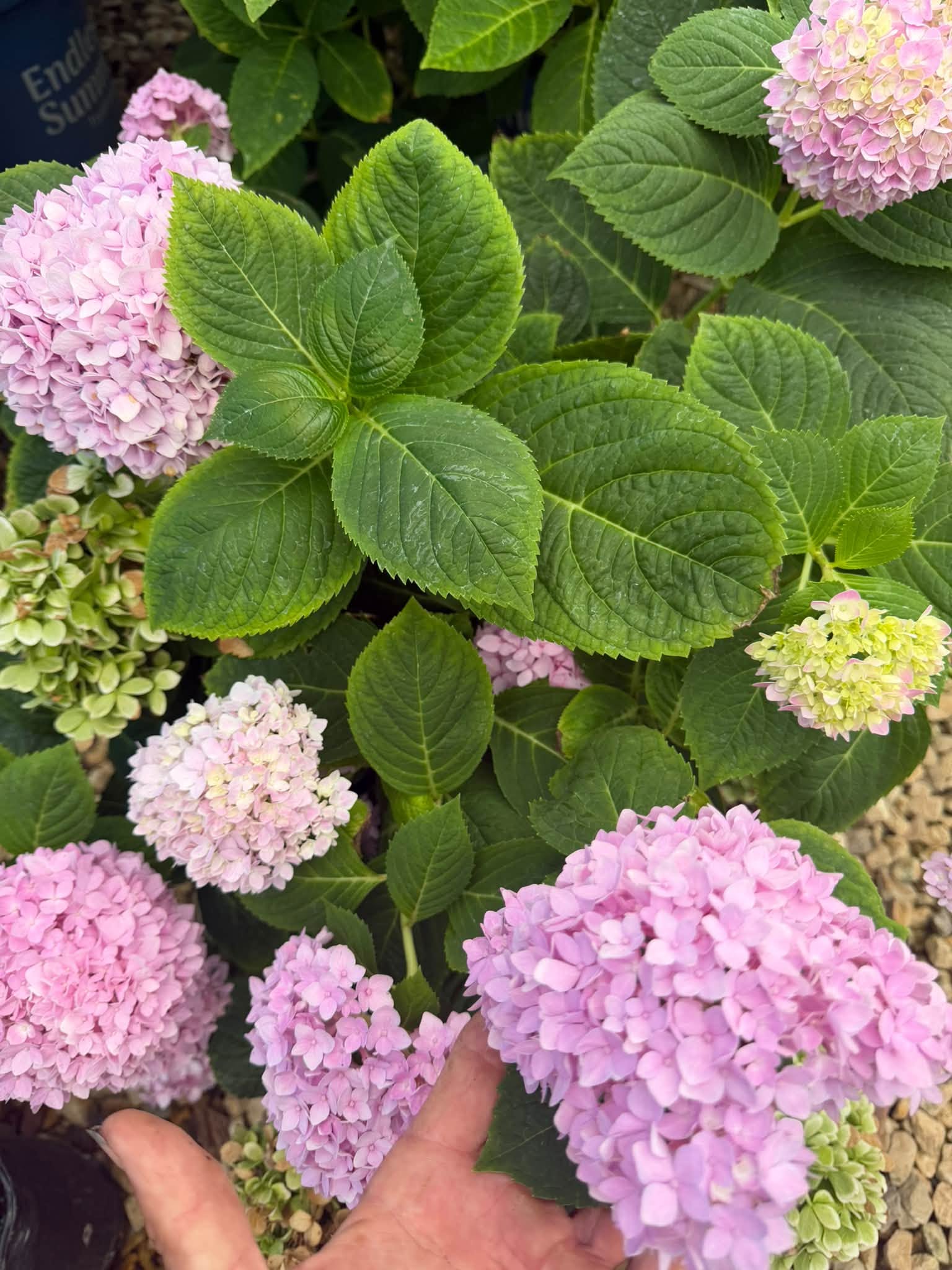 Lubbock greenhouse nursery · Acclimated premium mophead hydrangea blooms