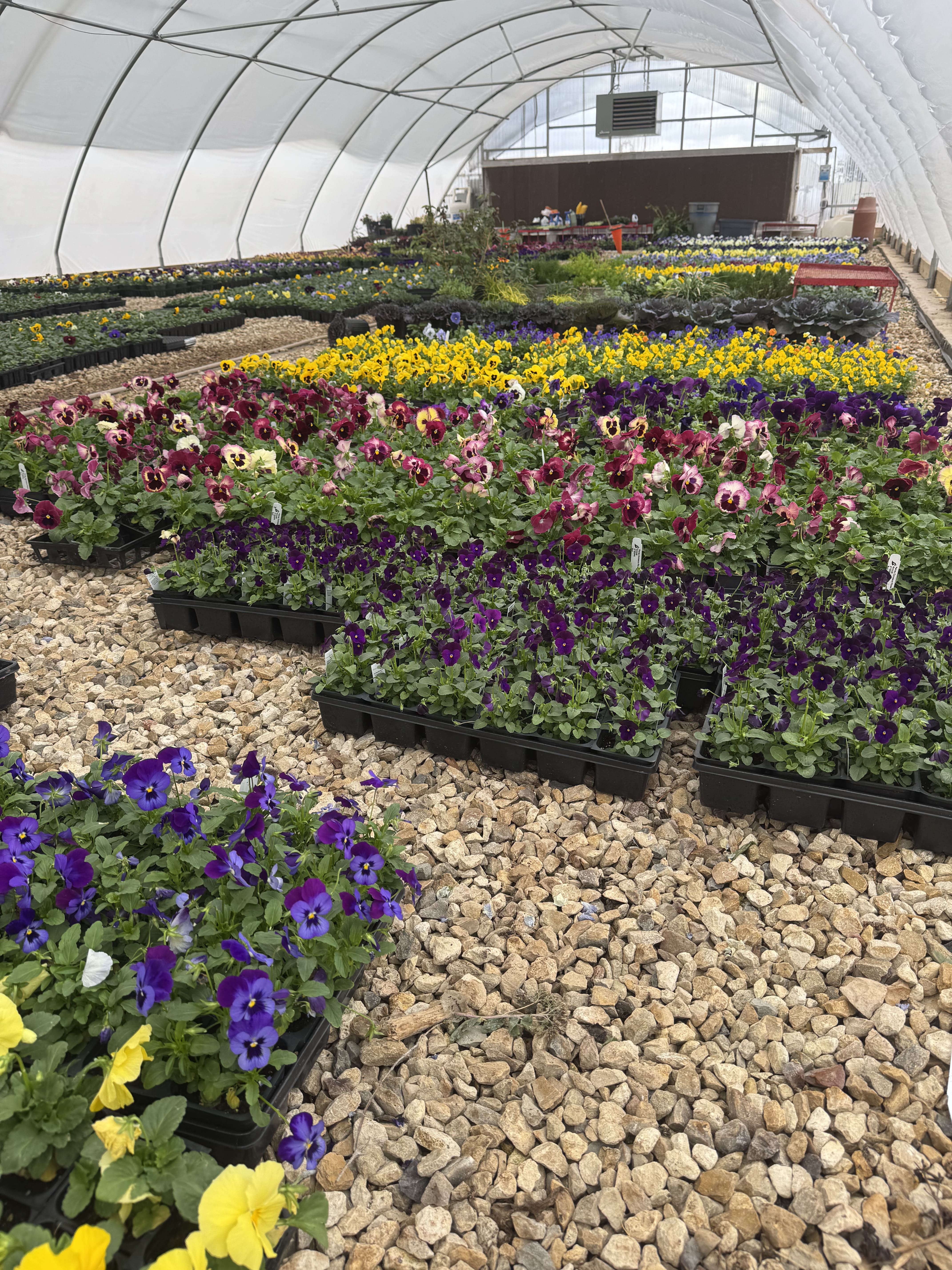 Matthew's greenhouse filled with rows of blooming flowers and nursery plants