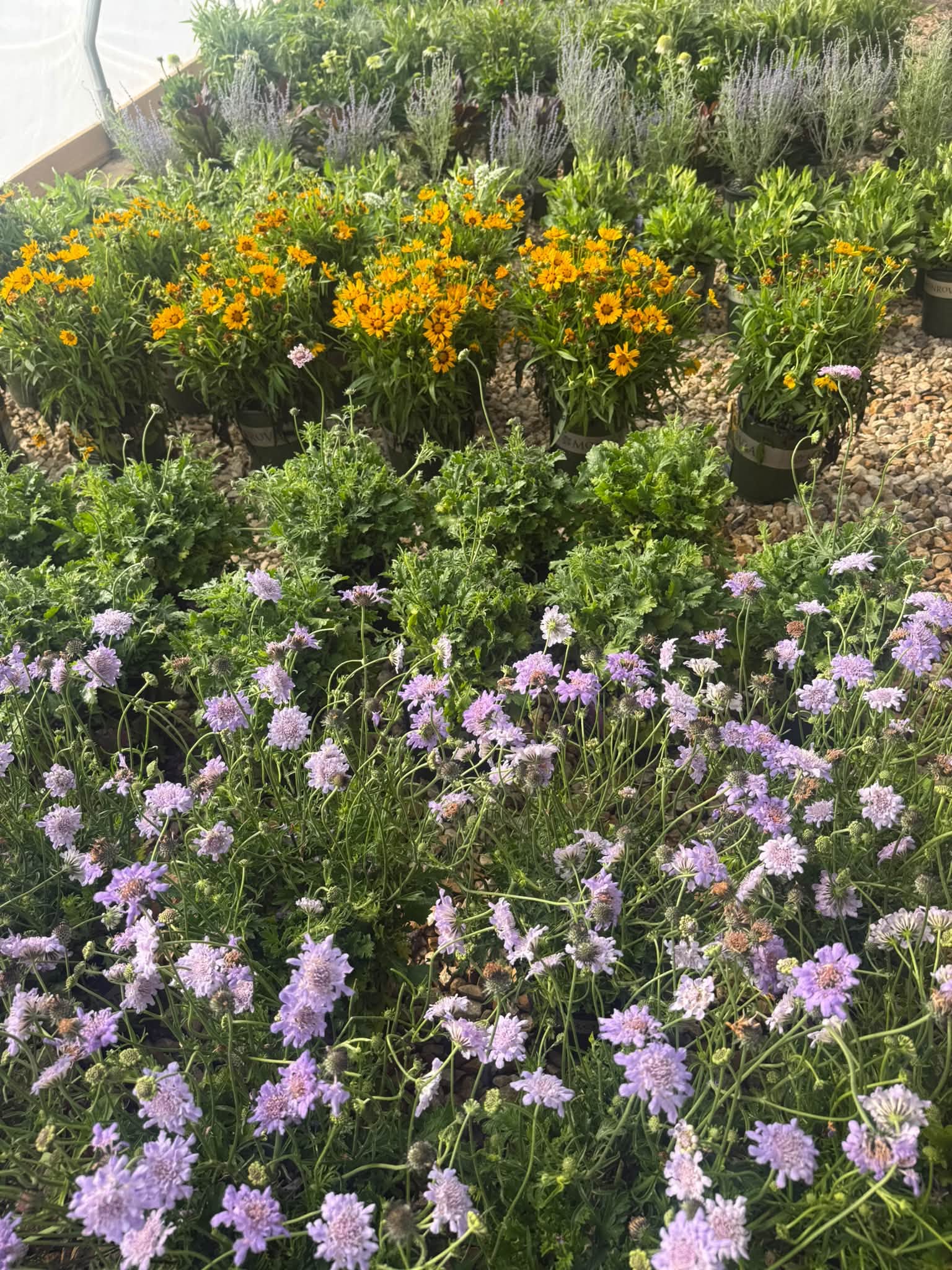 Cultivated for West Texas gardens · Heat-hardy blooms ready for custom installs