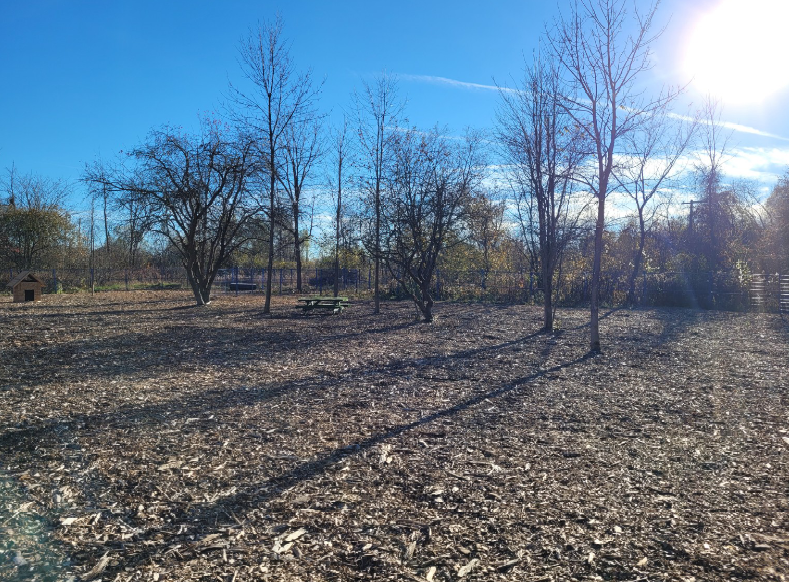 Clairière ombragée dans le parc pour chiens avec table de pique-nique et abri sous de grands arbres