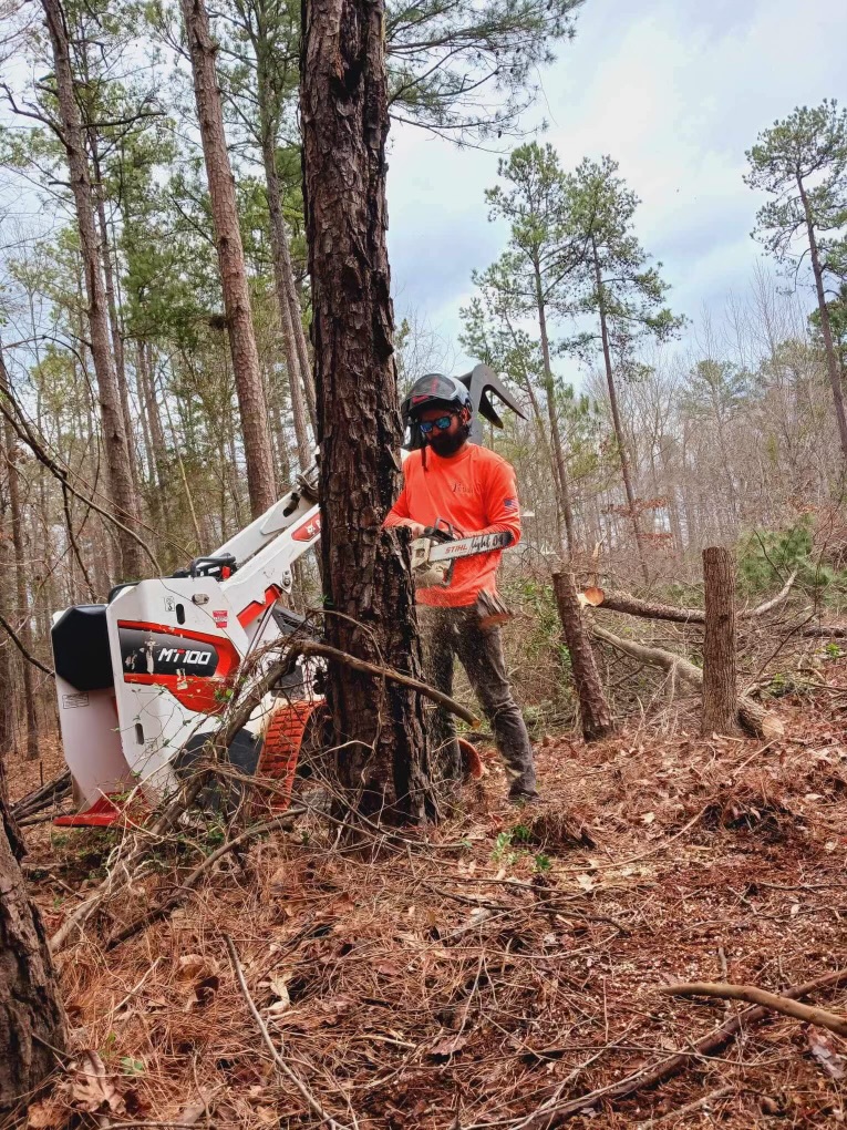 Emergency pine tree removal after severe Georgia storm